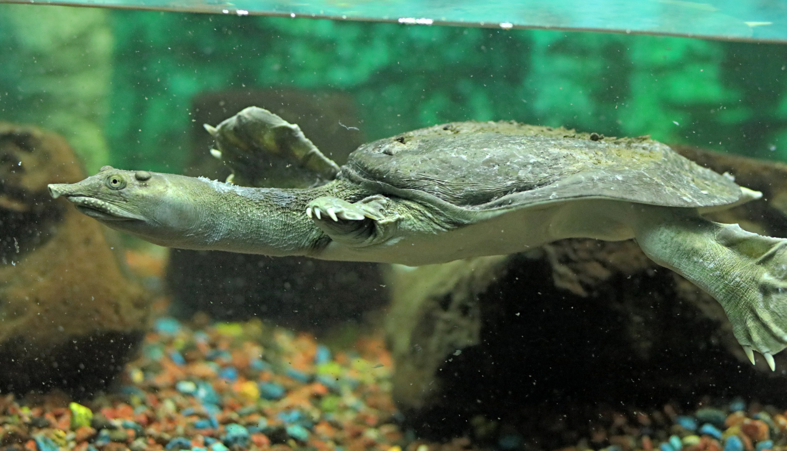 Ростовский зоопарк. Фото-художник и Репортажный фотограф Николаев Александр Алексеевич