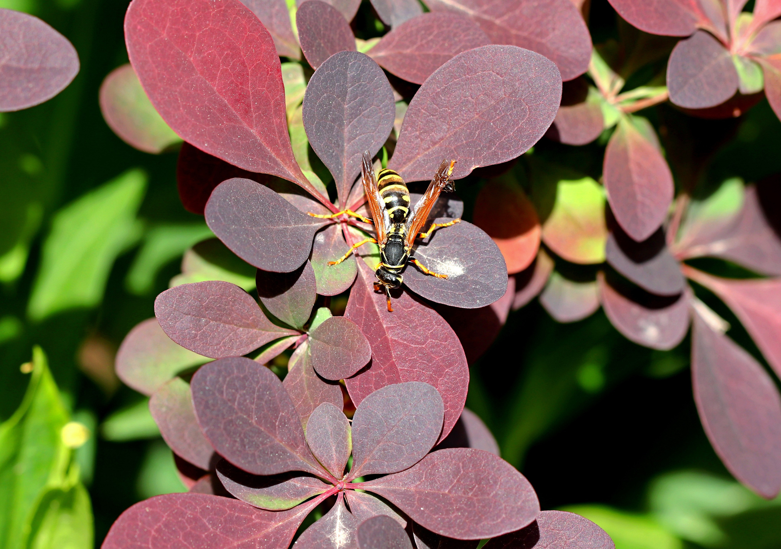 МАГАЗИН и его витрина. Фото-художник и Репортажный фотограф Николаев Александр Алексеевич