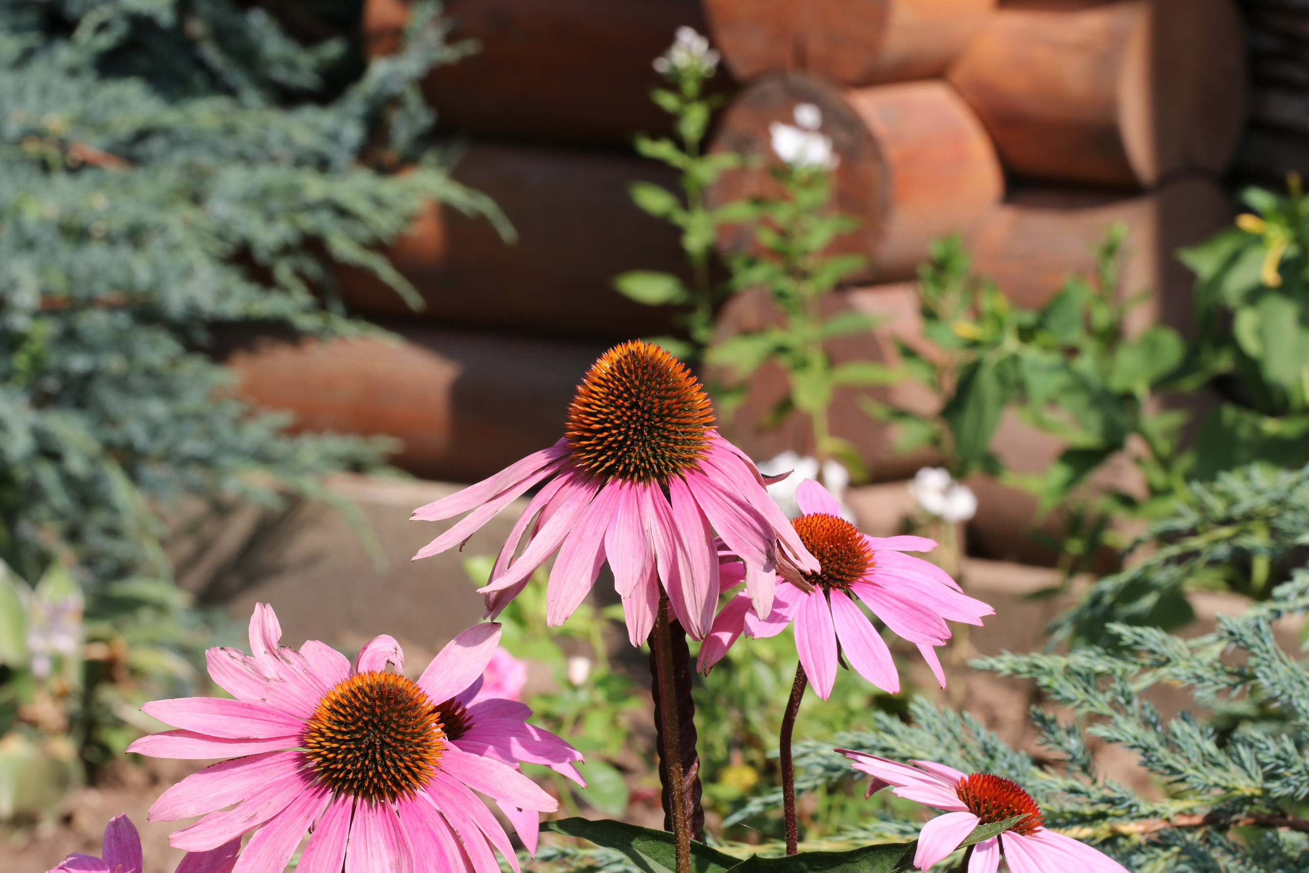 Эхинацея из Кисловодска. Фото-художник и Репортажный фотограф Николаев Александр Алексеевич