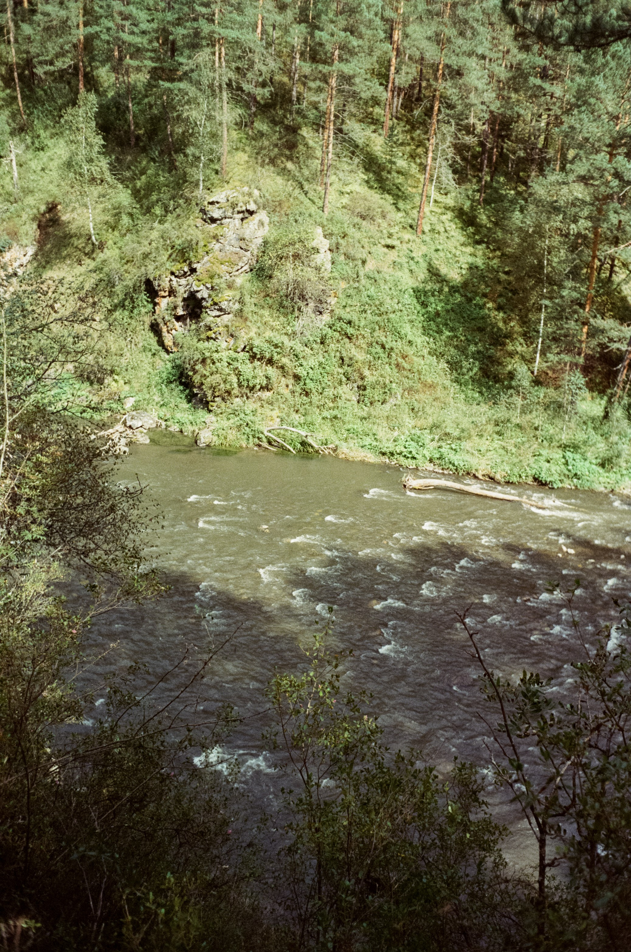 Горно-алтайский ботанический сад, база Кедровый остров / 27 августа 2024 года