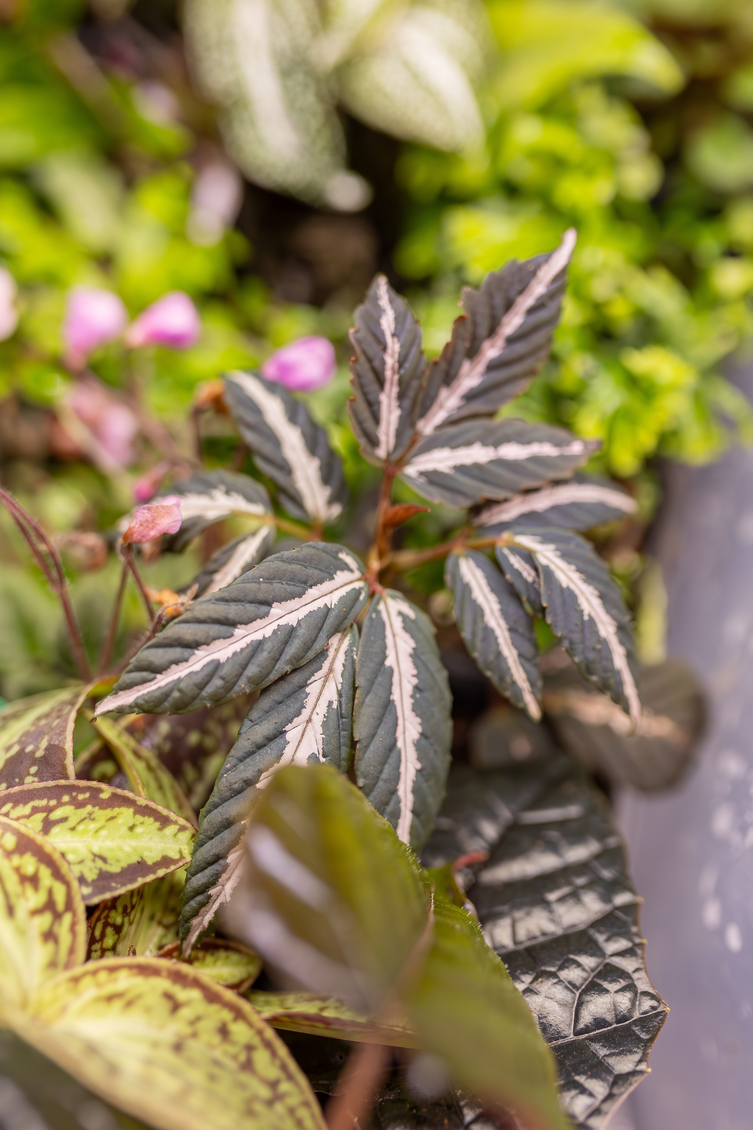 Монстериум апрель 2026. Александра Куликова фотограф, Москва