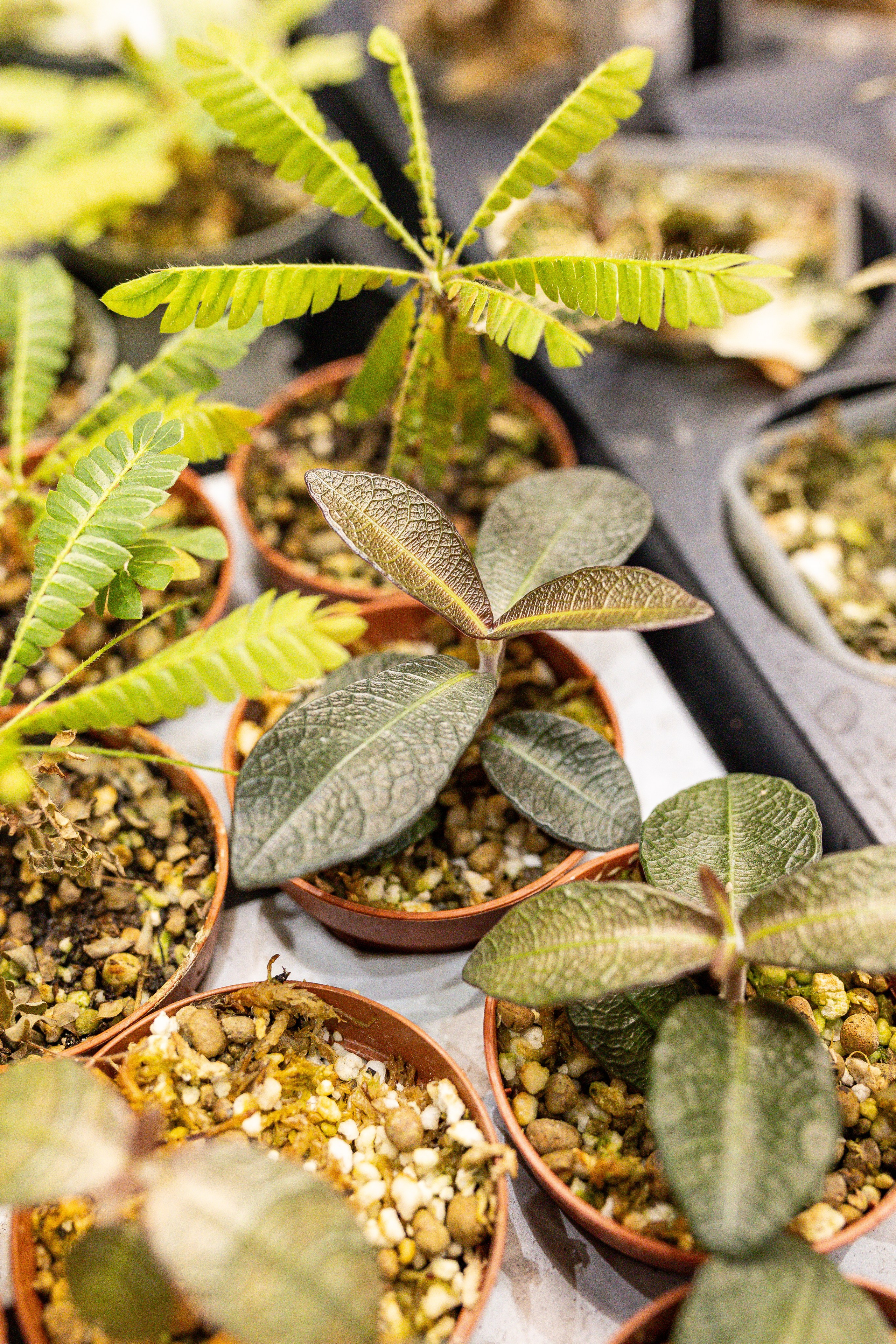 Монстериум 11–12 октября. Александра Куликова фотограф, Москва