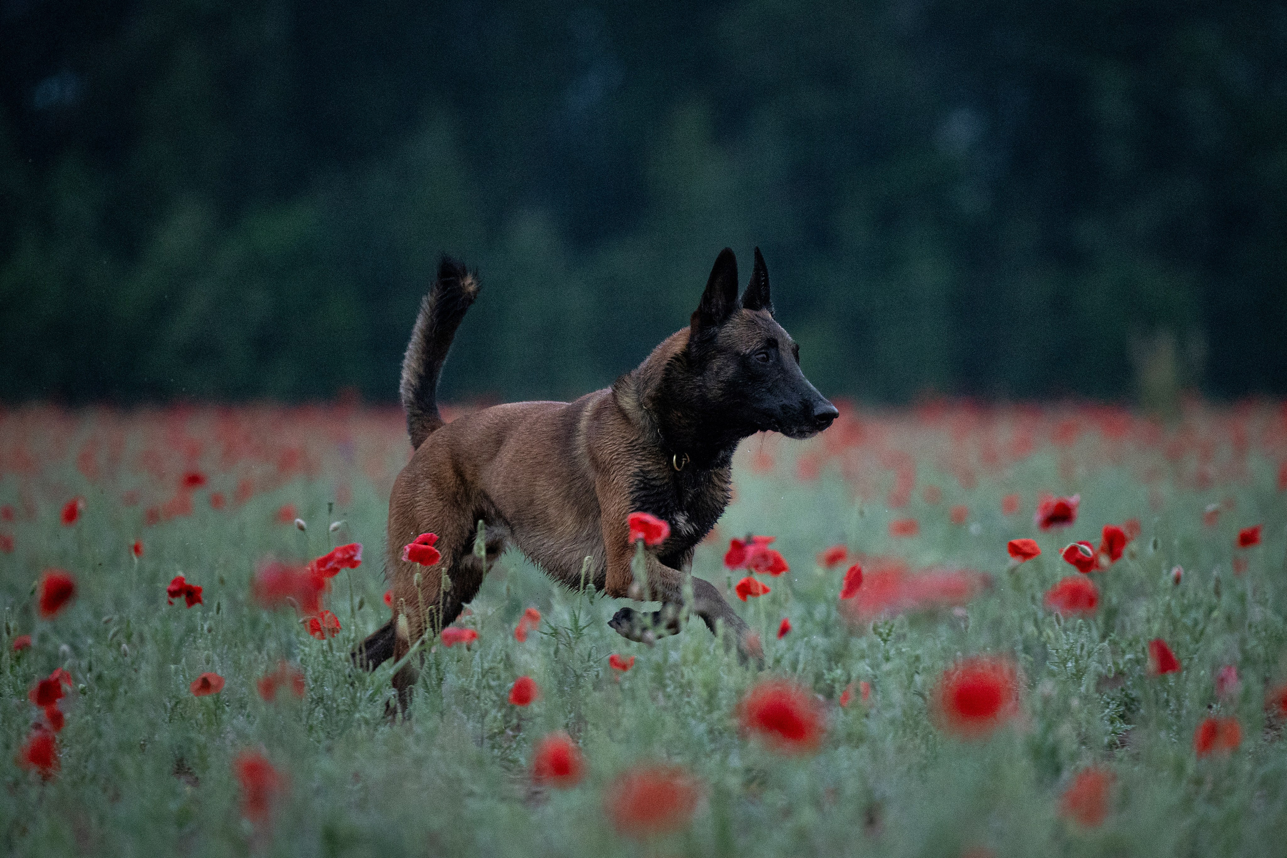 Маковое поле. Фотограф-анималист Анна Маринич