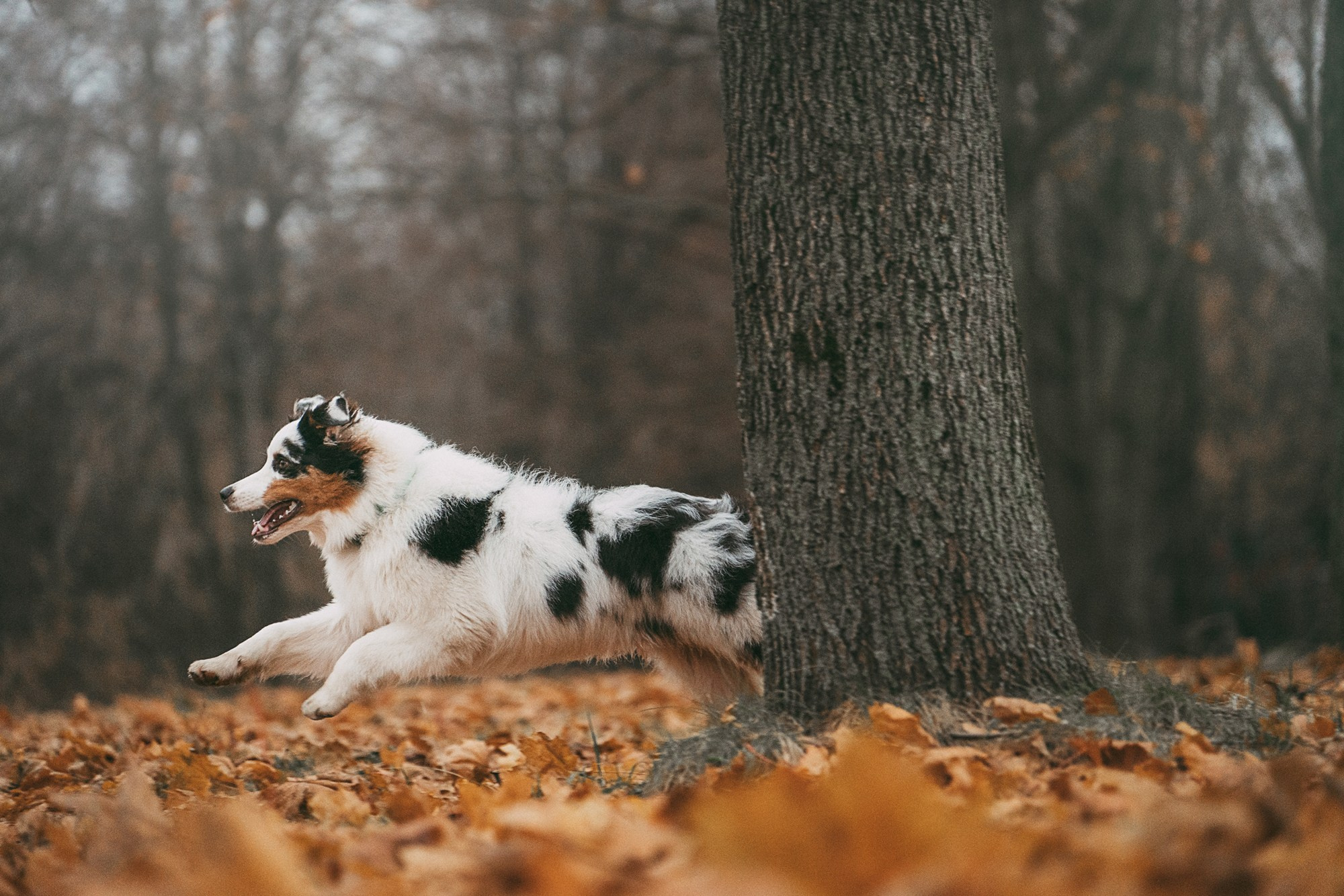 Лиза и Бублик. Фотограф анималист в Москве и Санкт-Петербурге Свиридова Анна