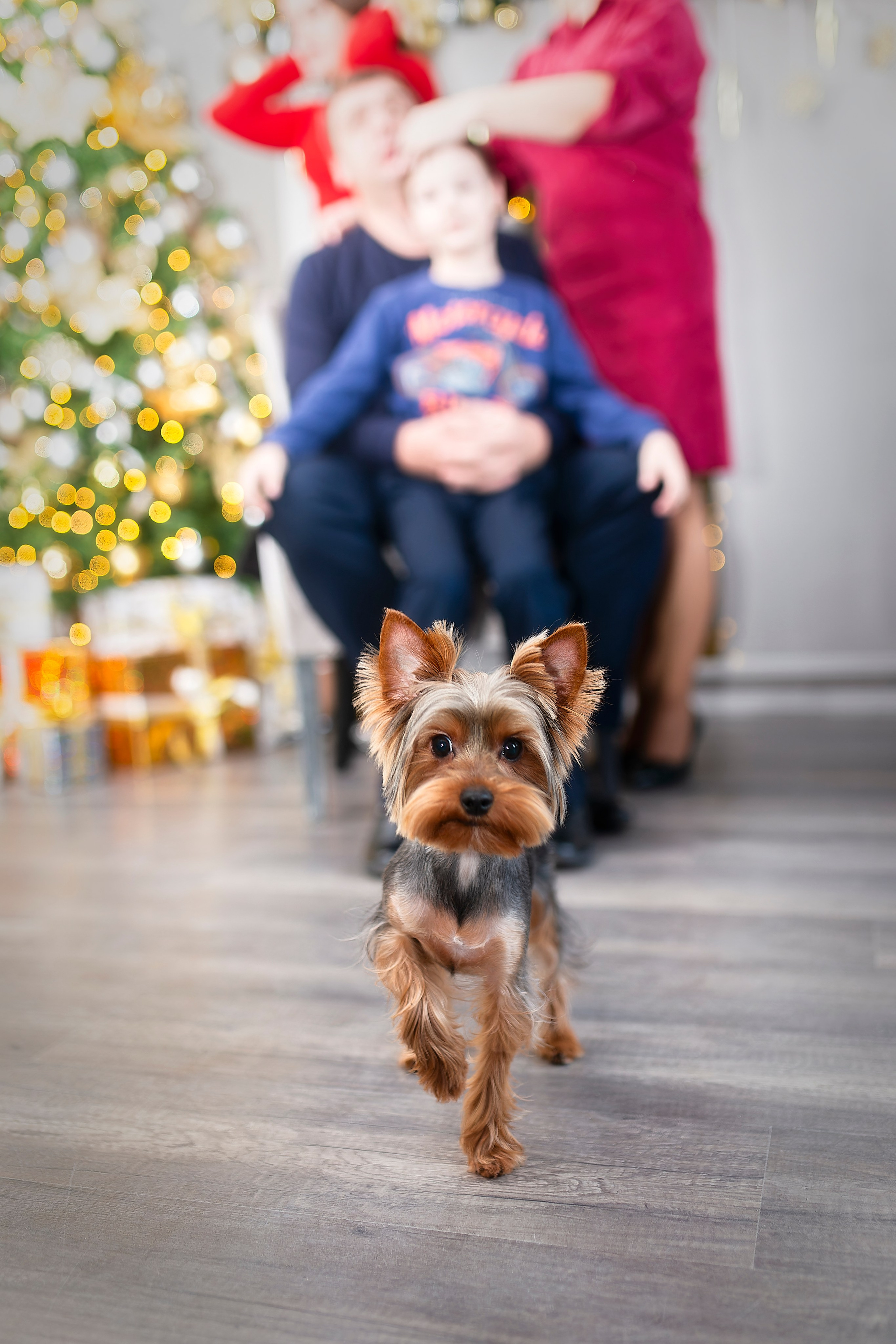 В фотостудии.Новогодняя24.Постновы. Лев Постнов.Фотограф. Нижний Новгород
