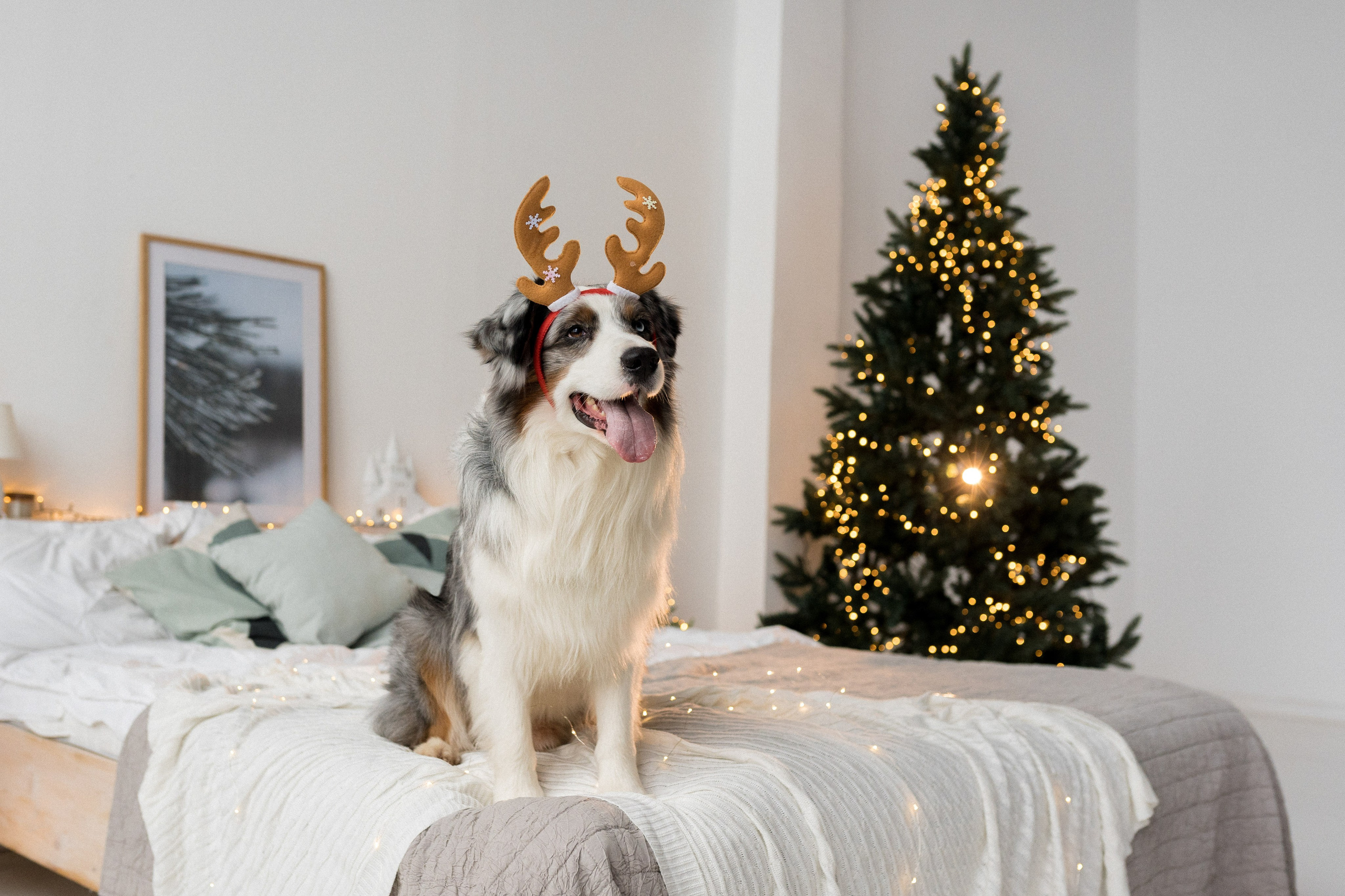 Новогоднее студия. Свадебный фотограф в Москве Анна Полушина