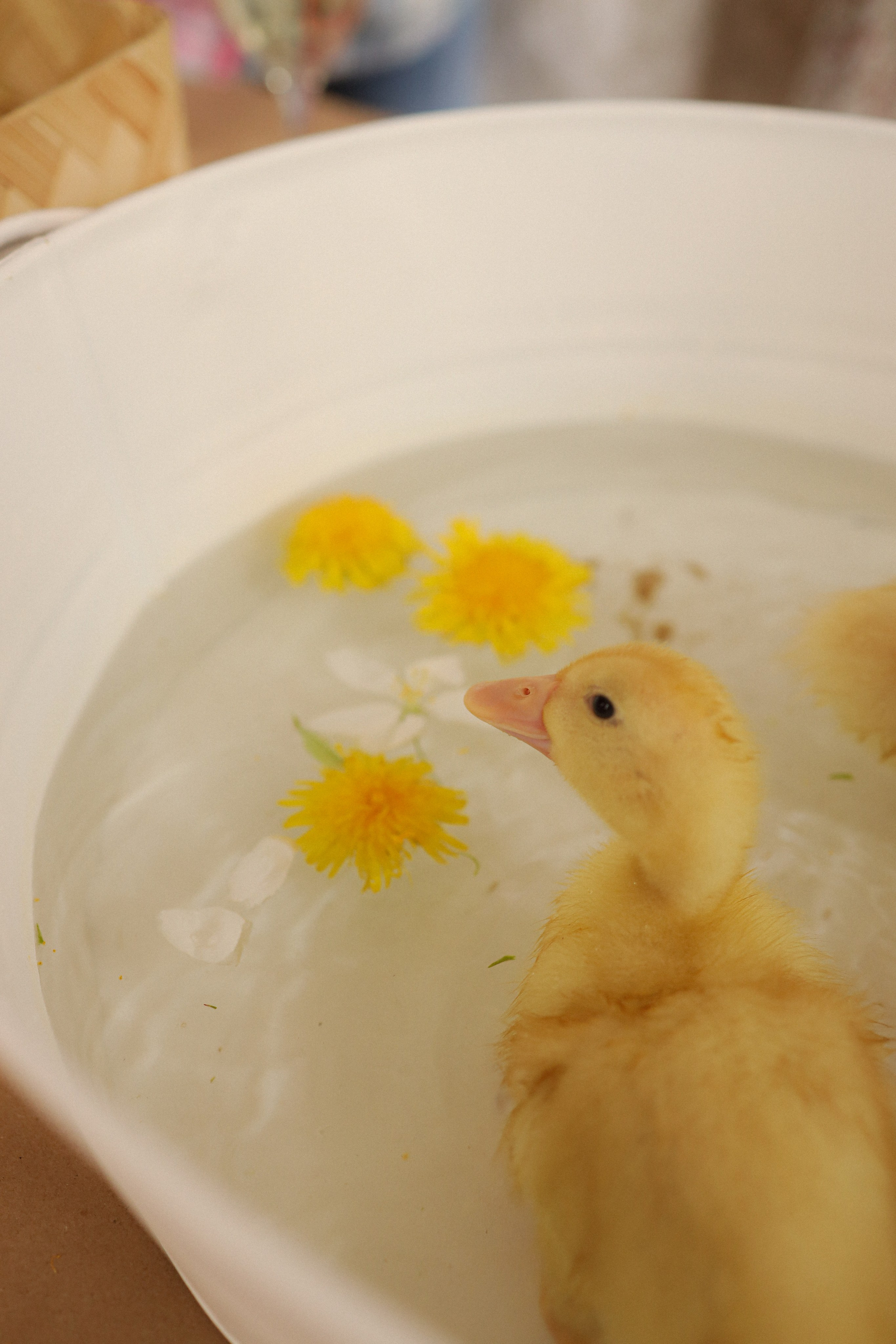 Мк Акварель (рисуем с натуры). Анастасия Ракчеева Художник