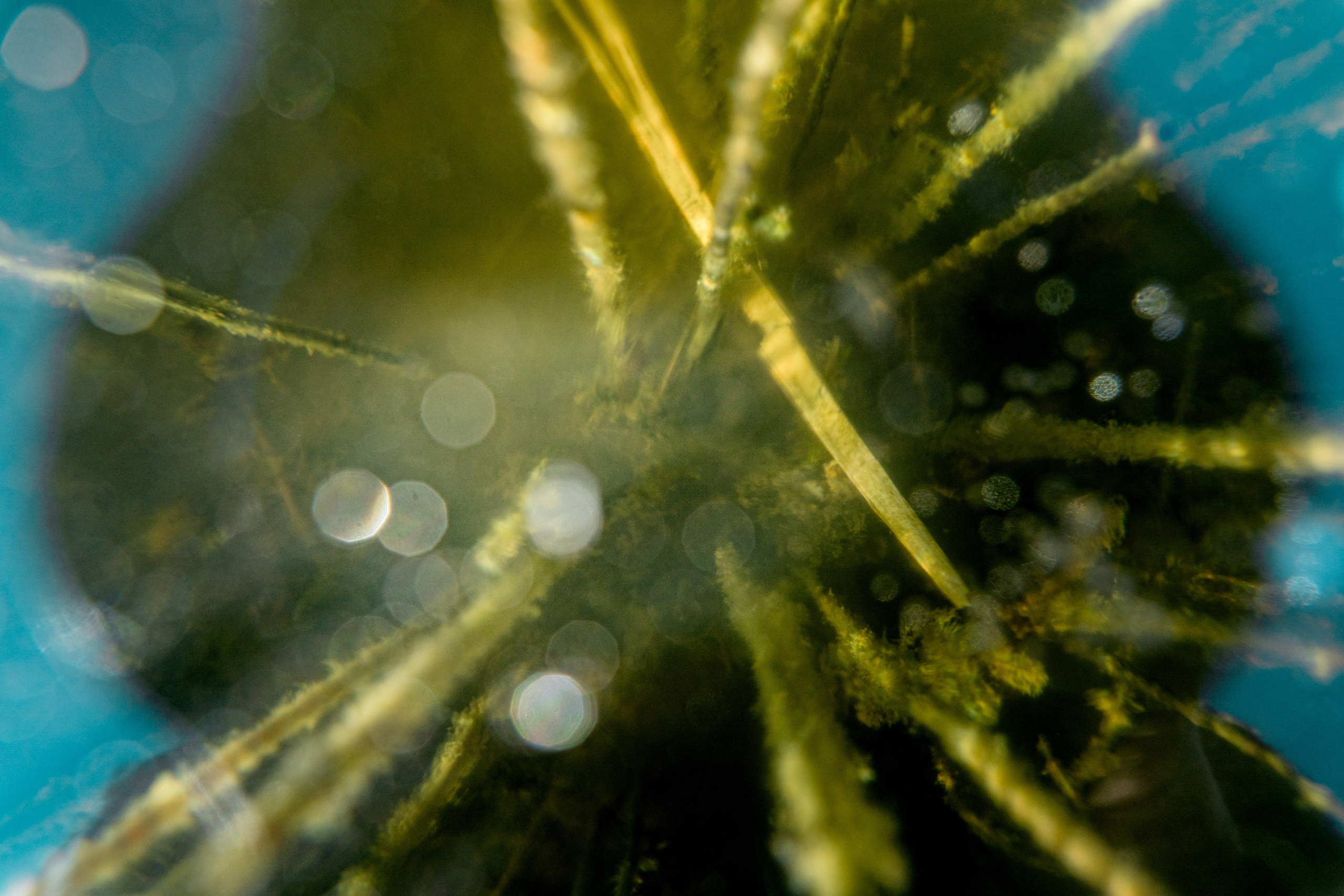 Пища для глаз. Ваш фотограф Северск | Томск