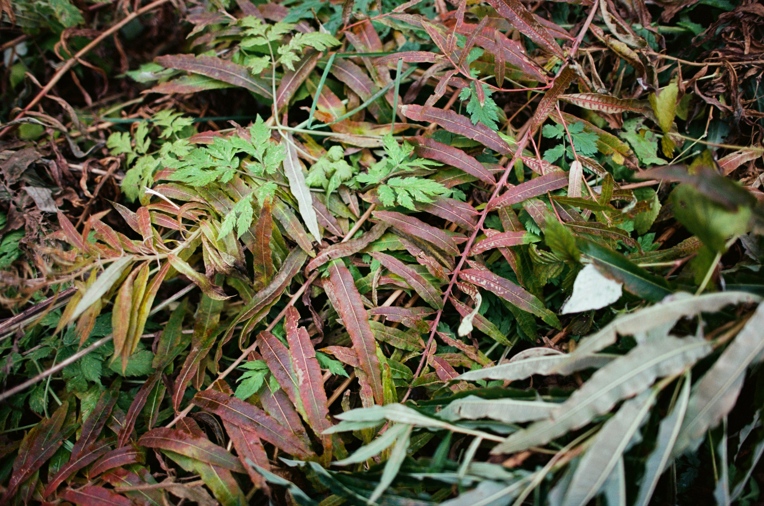 Are you coming // italy, dolomites II. EVER EXPOSED