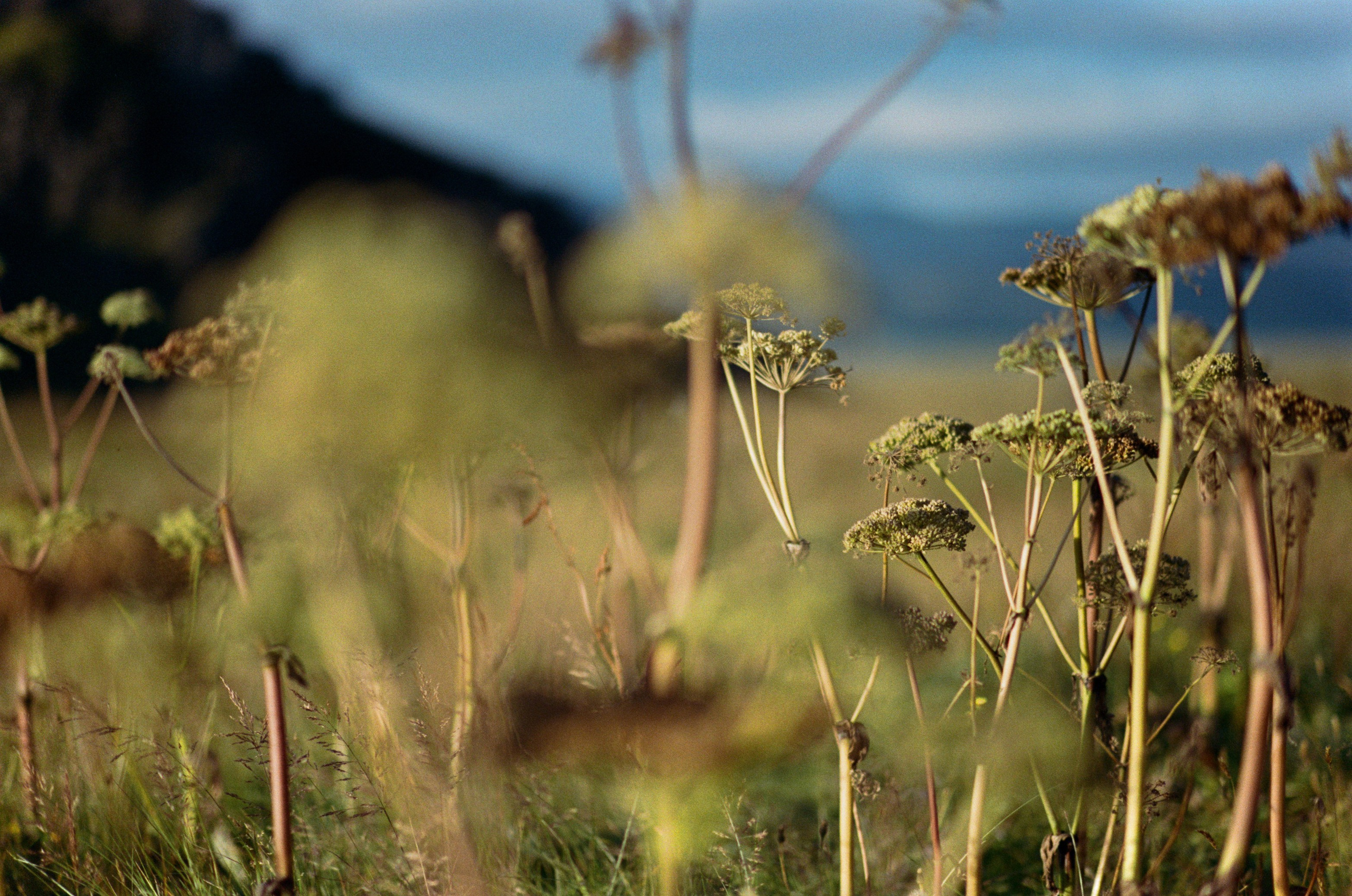 Vor i vaglaskogi // iceland, dyrhólaey. EVER EXPOSED