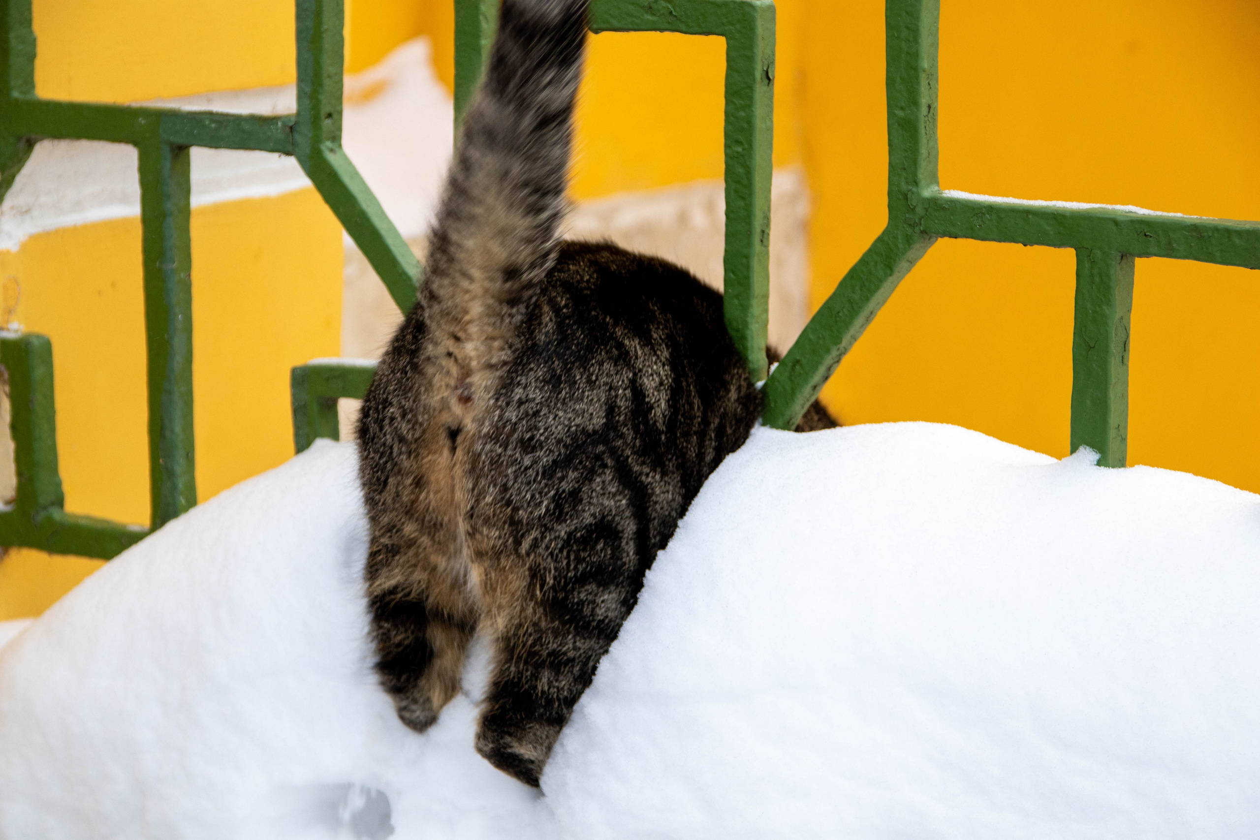 Природа, зверушки. Фотограф и кожевник Кирилл Удалов