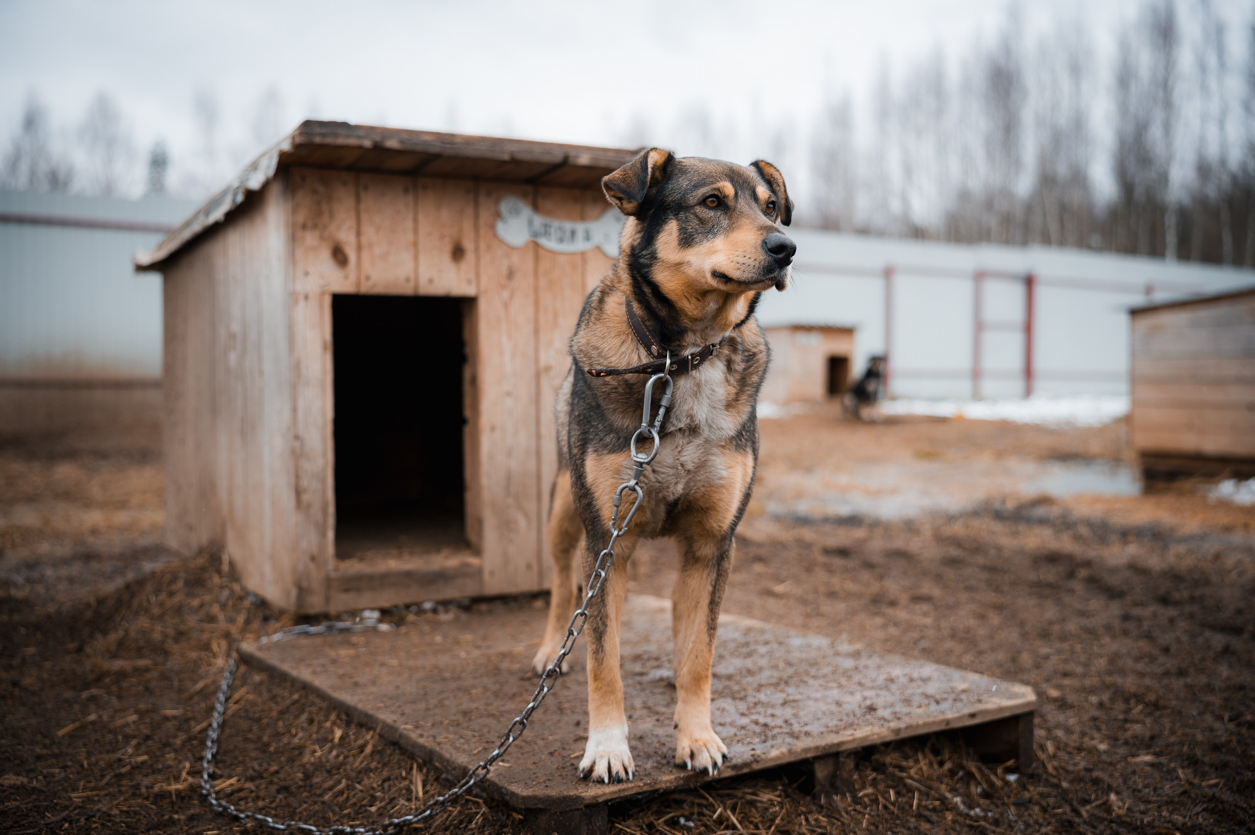 Шейла. Улыбка собаки — спасение и пристройство бездомных собак
