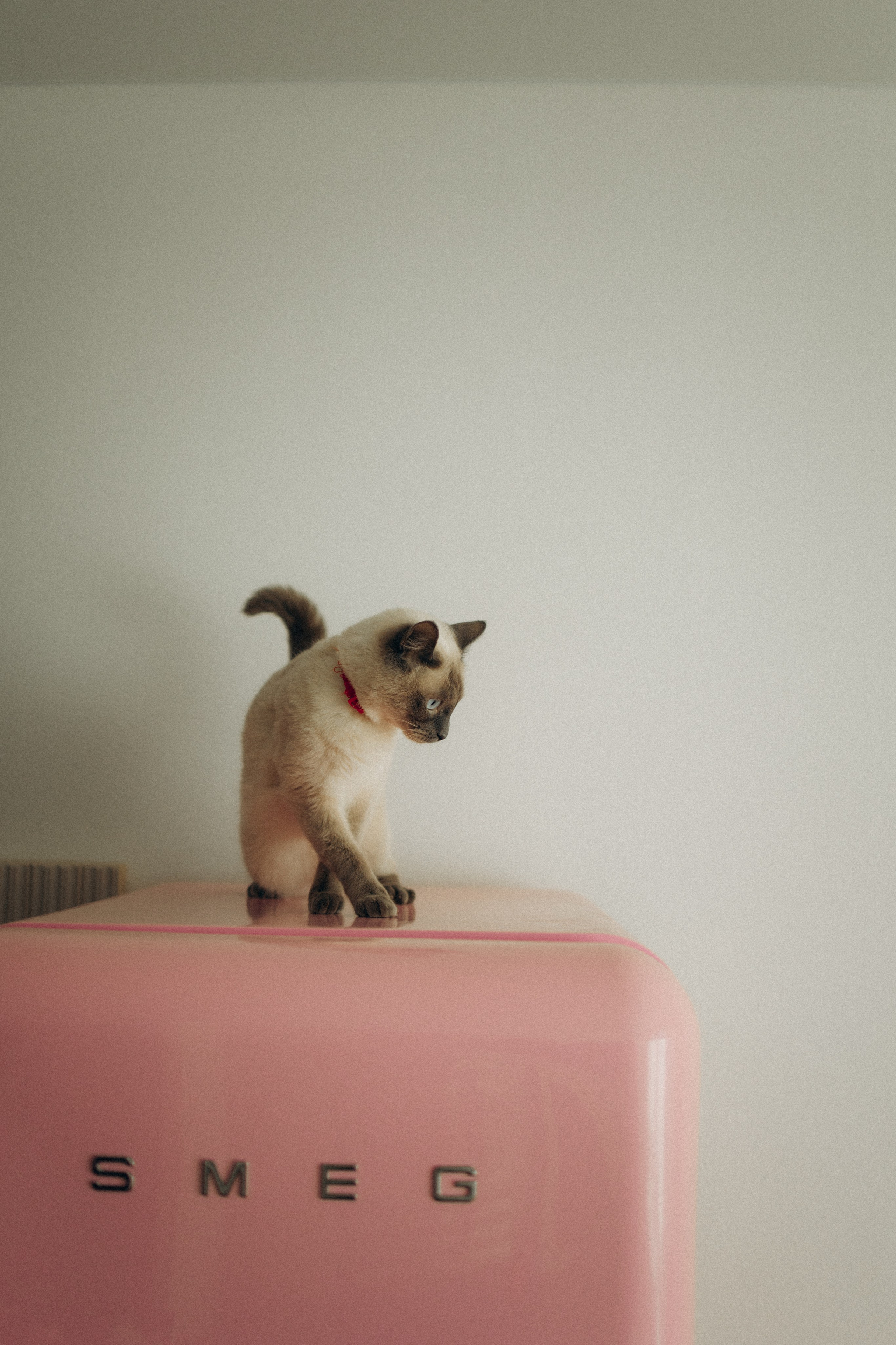 Бэлла, Деми и Луна. Фотораф — анималист Мария Шистка