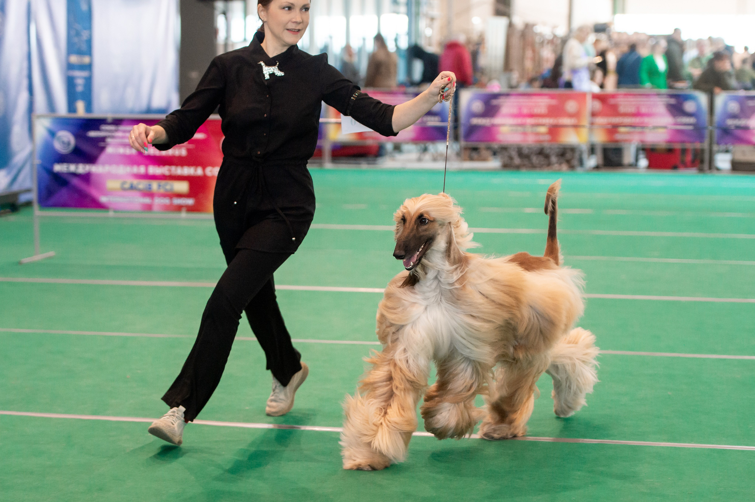 Международная выставка собак 01.03.2026. Галерея фотографий афганской борзой