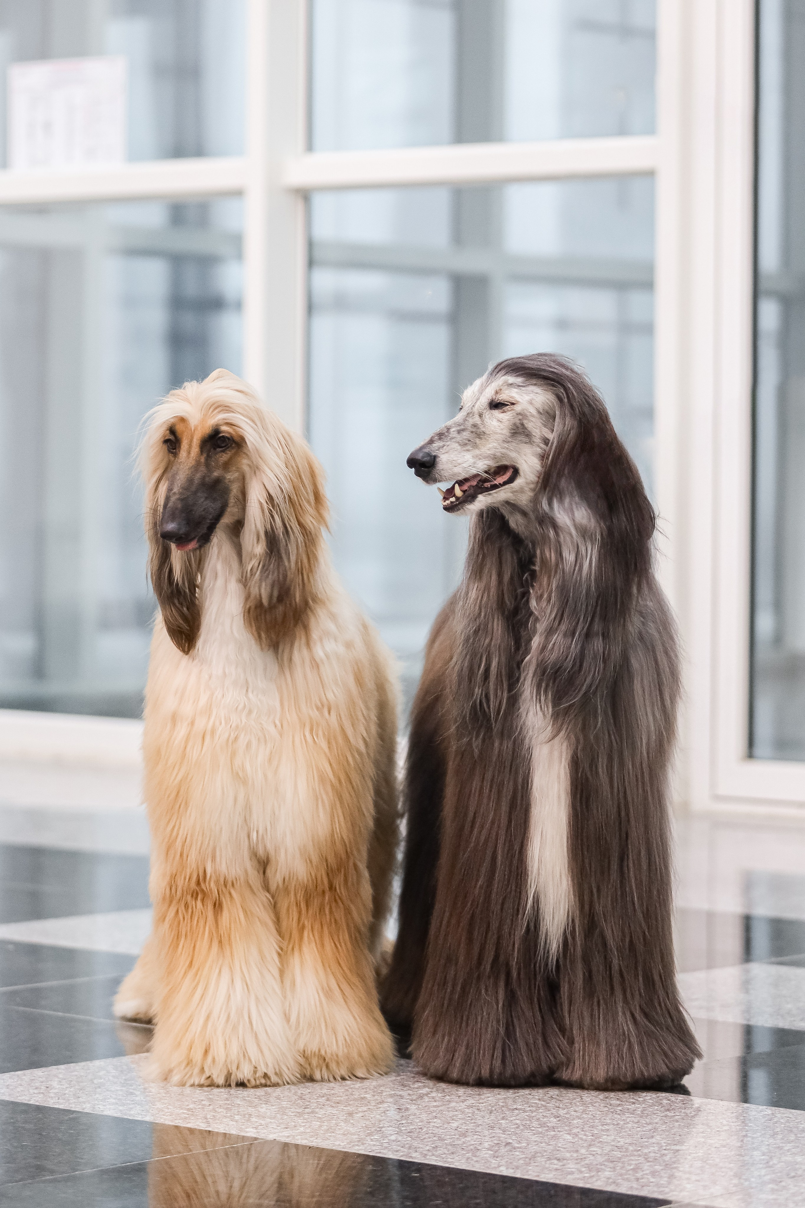 Международная выставка собак СACIB FCI 29-30.11.2025. Галерея фотографий афганской борзой