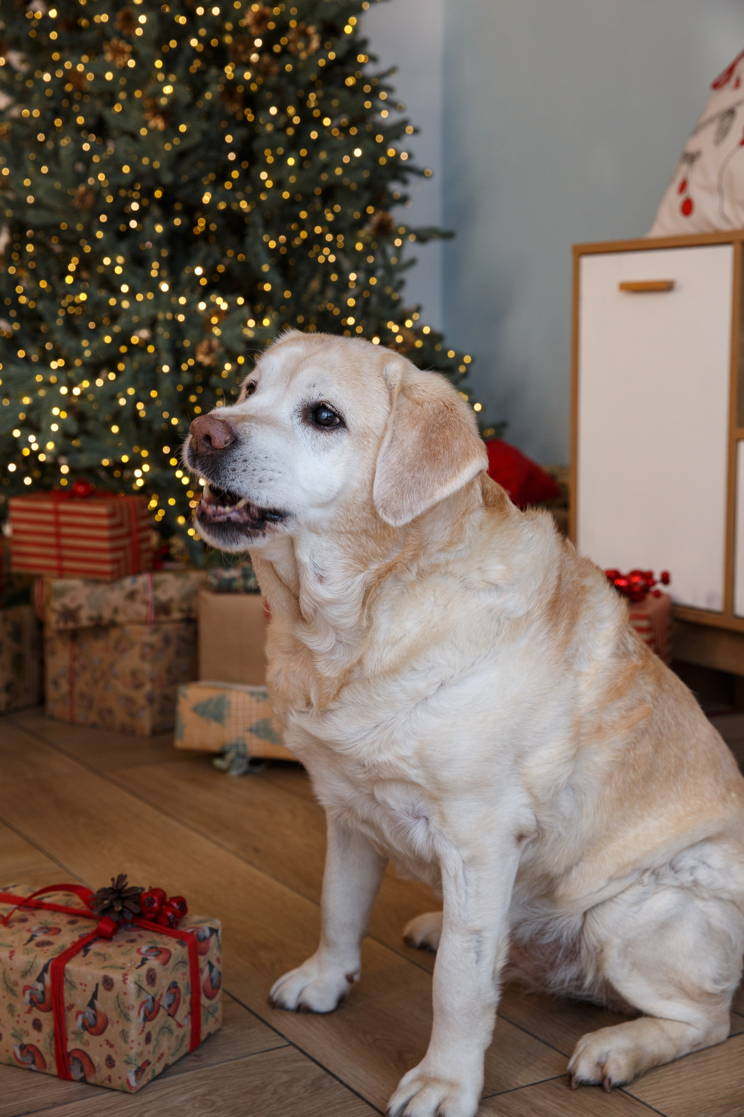 Зал Сканди. Детский и Семейный фотограф в Санкт-Петербурге