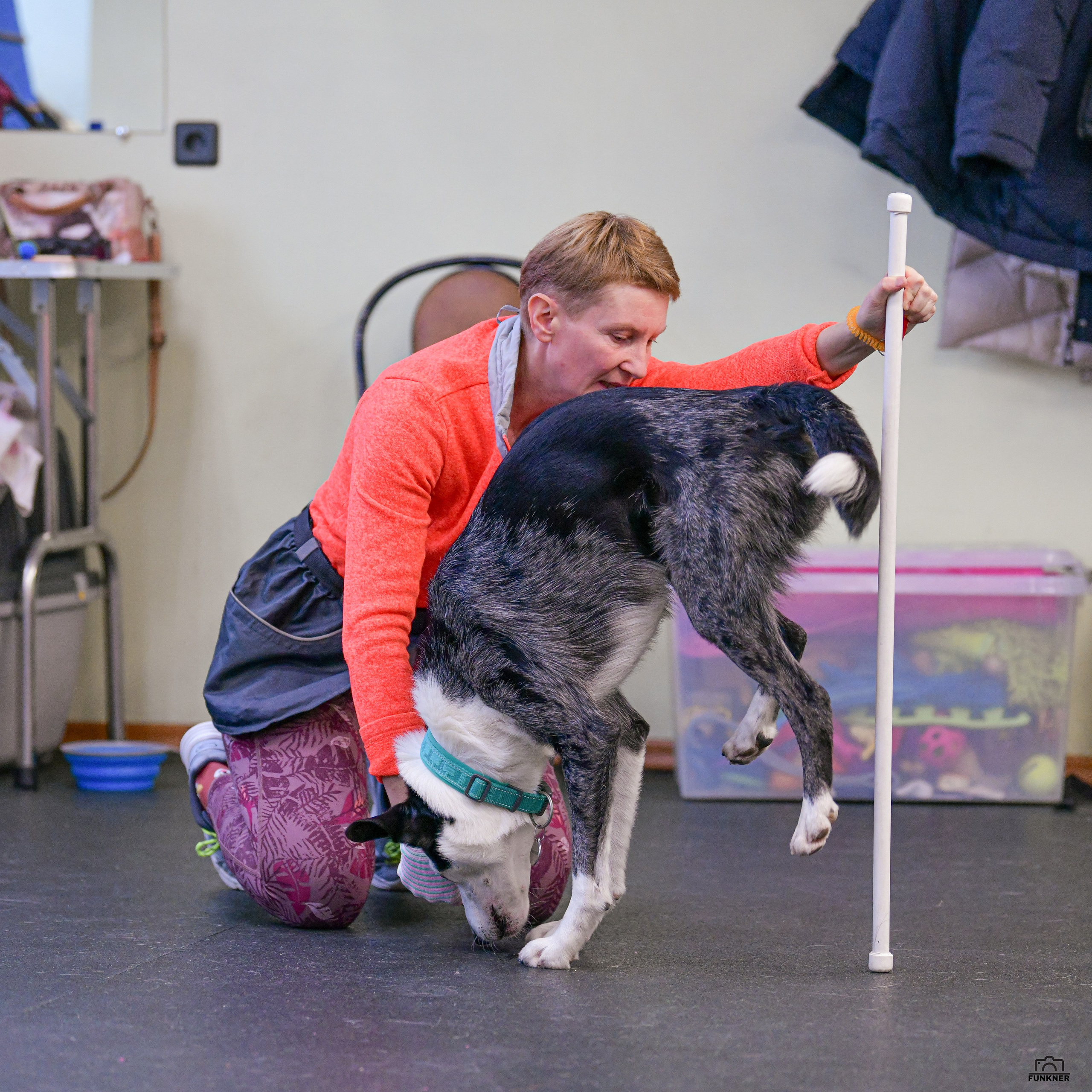 Кинологический клуб «Бодрый хвост». Свой взгляд через объектив