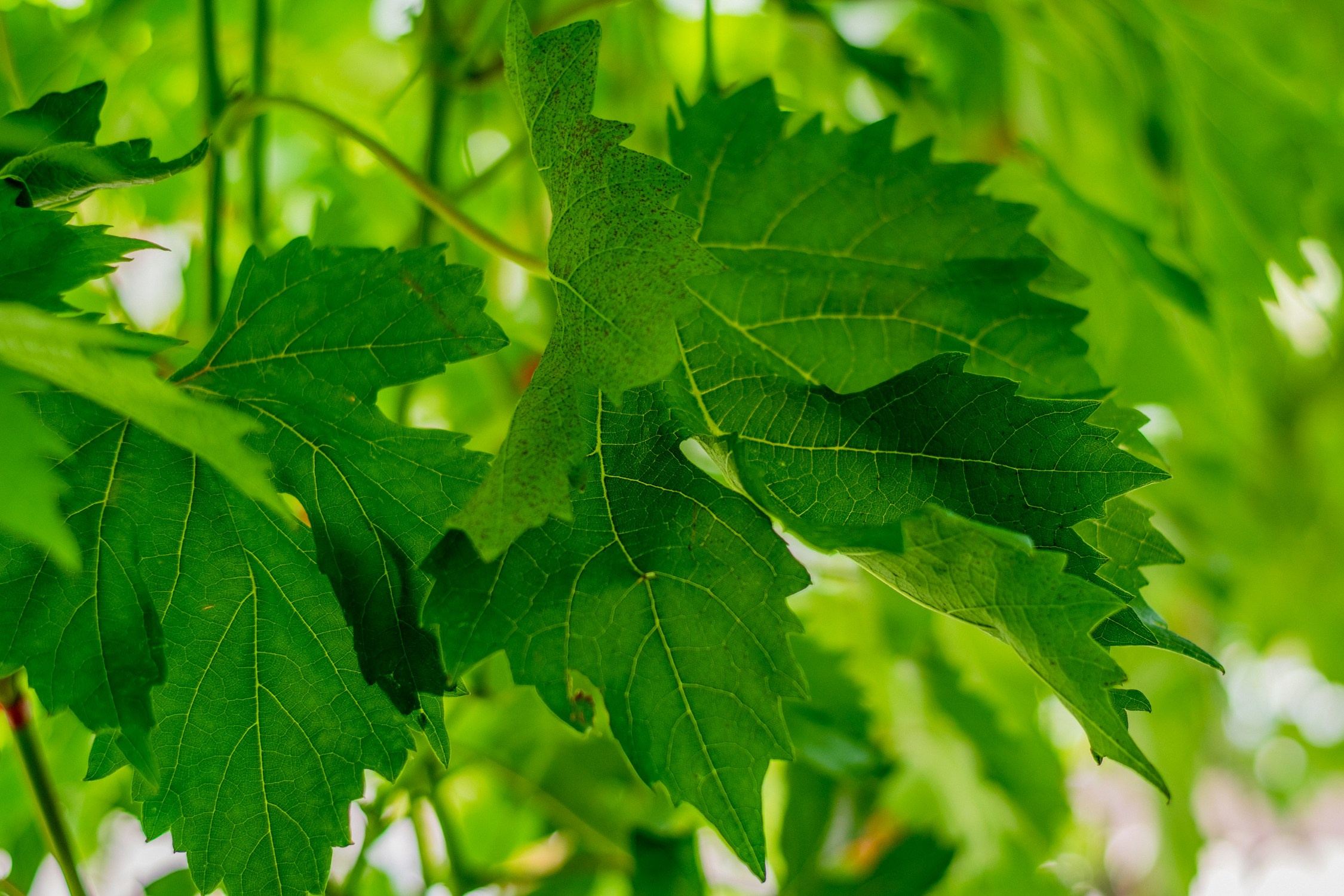 Антон Курдюмов фотограф в Хабаровске Рина Курдюмова фото27 foto27 Антон Дорофеев репортажный репортаж документалист Тони и Рина фотосоздатели Виноградники Хехцир 2024 Хабаровск виноград дикий фермер фермерство дачный сезон