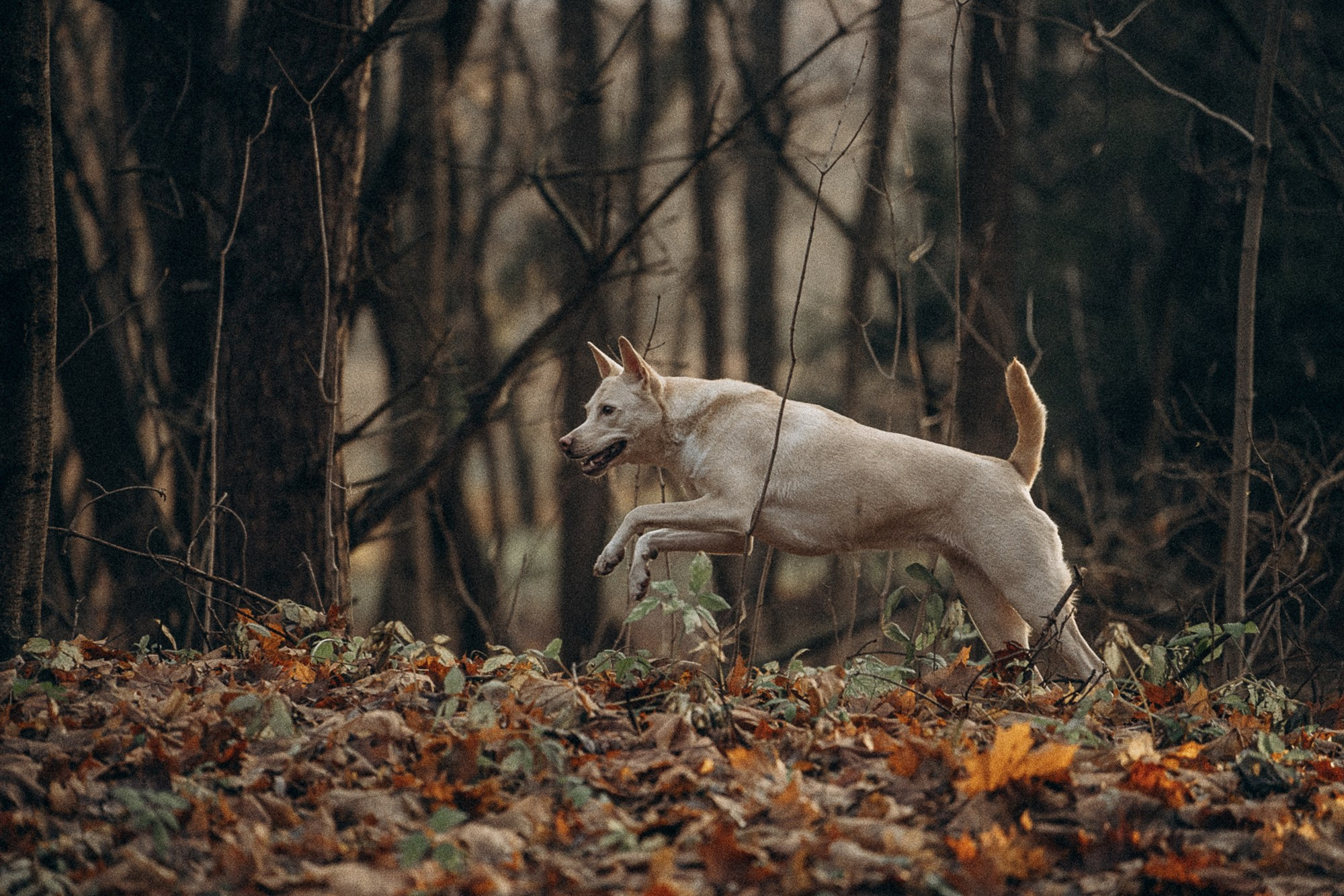 Туся. Фотограф анималист в Москве и Санкт-Петербурге Свиридова Анна