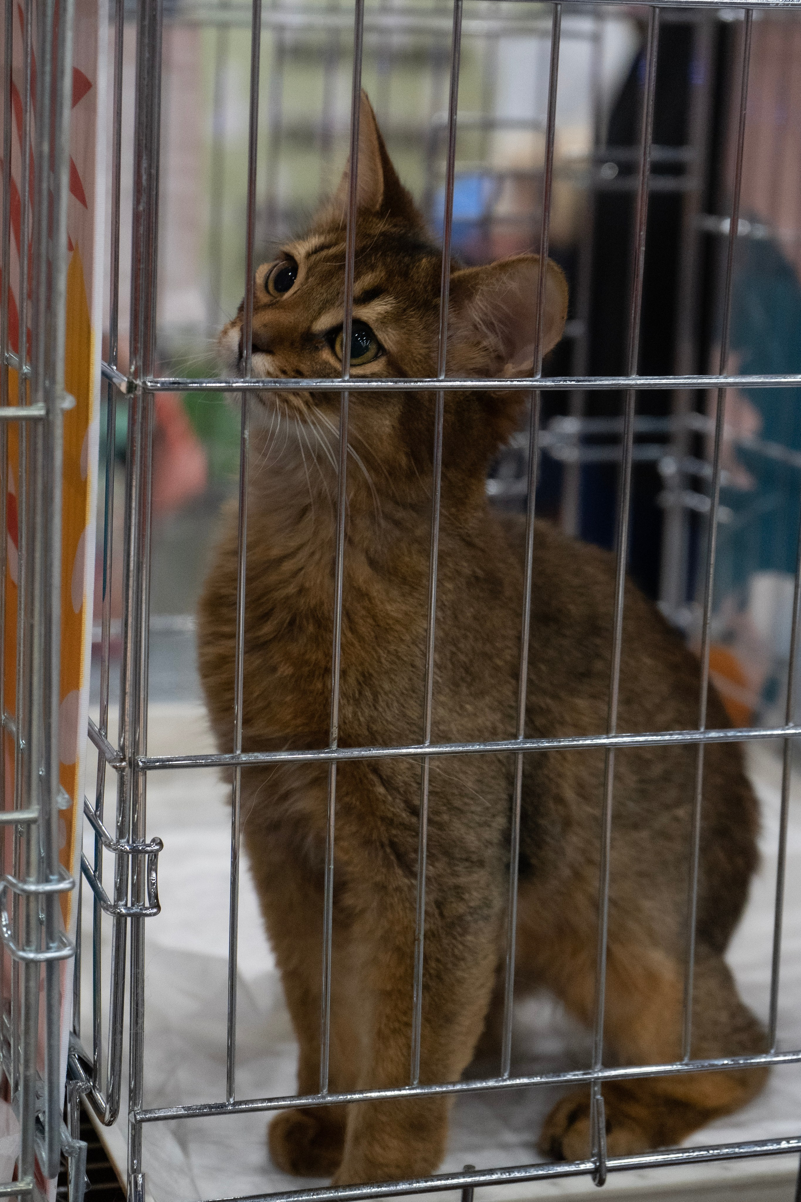 Фотосессии Пушистиков. Фотограф в Санкт-Петербурге Виктория Барышникова