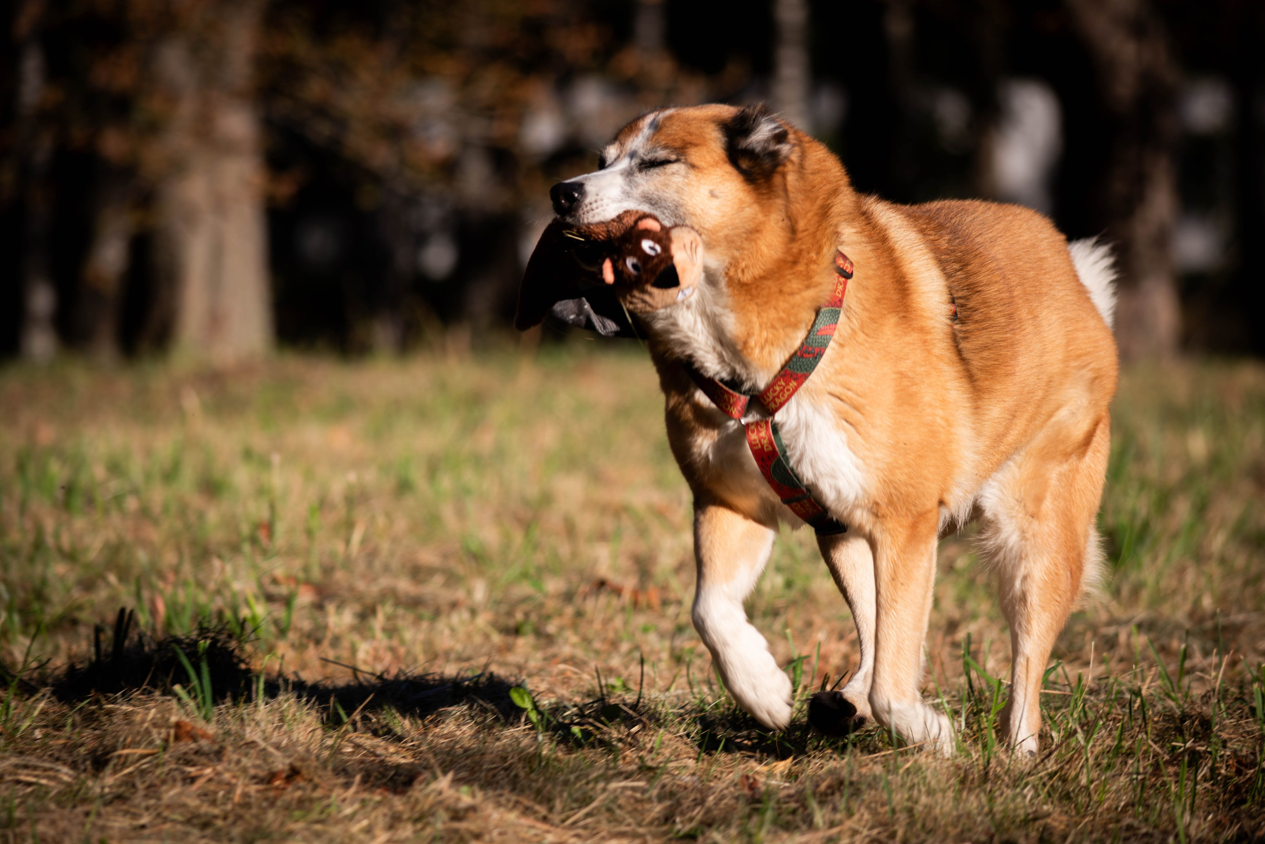 Ник и Полина. Фотограф Светлана Блинова, Москва и Московская область