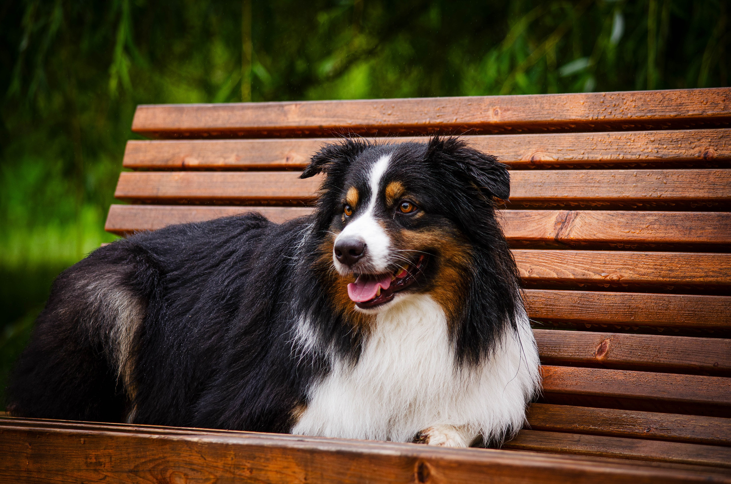 Арья и Оззи. Фотограф Светлана Блинова, Москва и Московская область