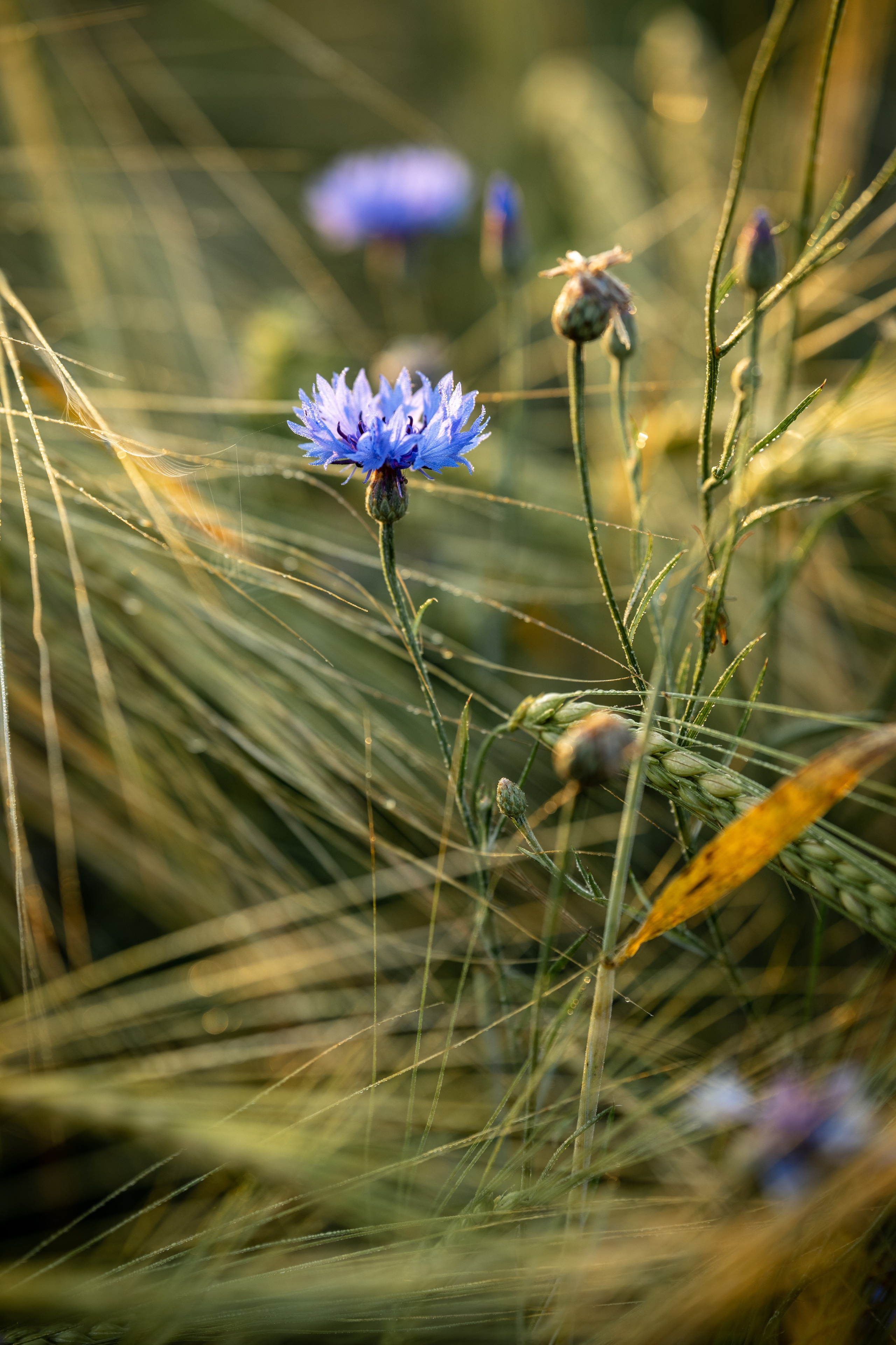 Природные пейзажи. Наталия Клевинскас портретный фотограф в Костроме