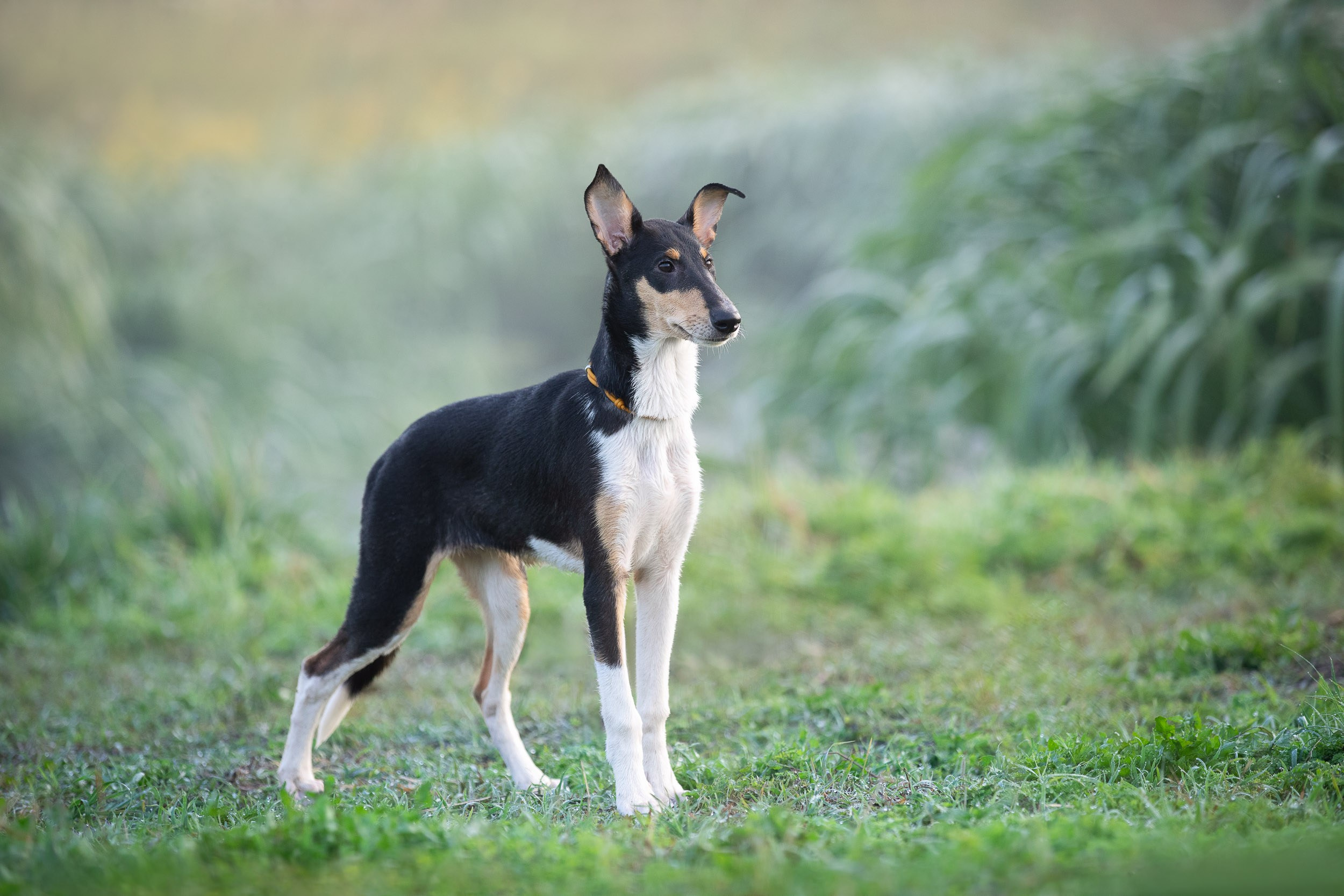 Наташа и короткошерстные колли. Фотограф-анималист в Москве и Московской области Татьяна Фролова
