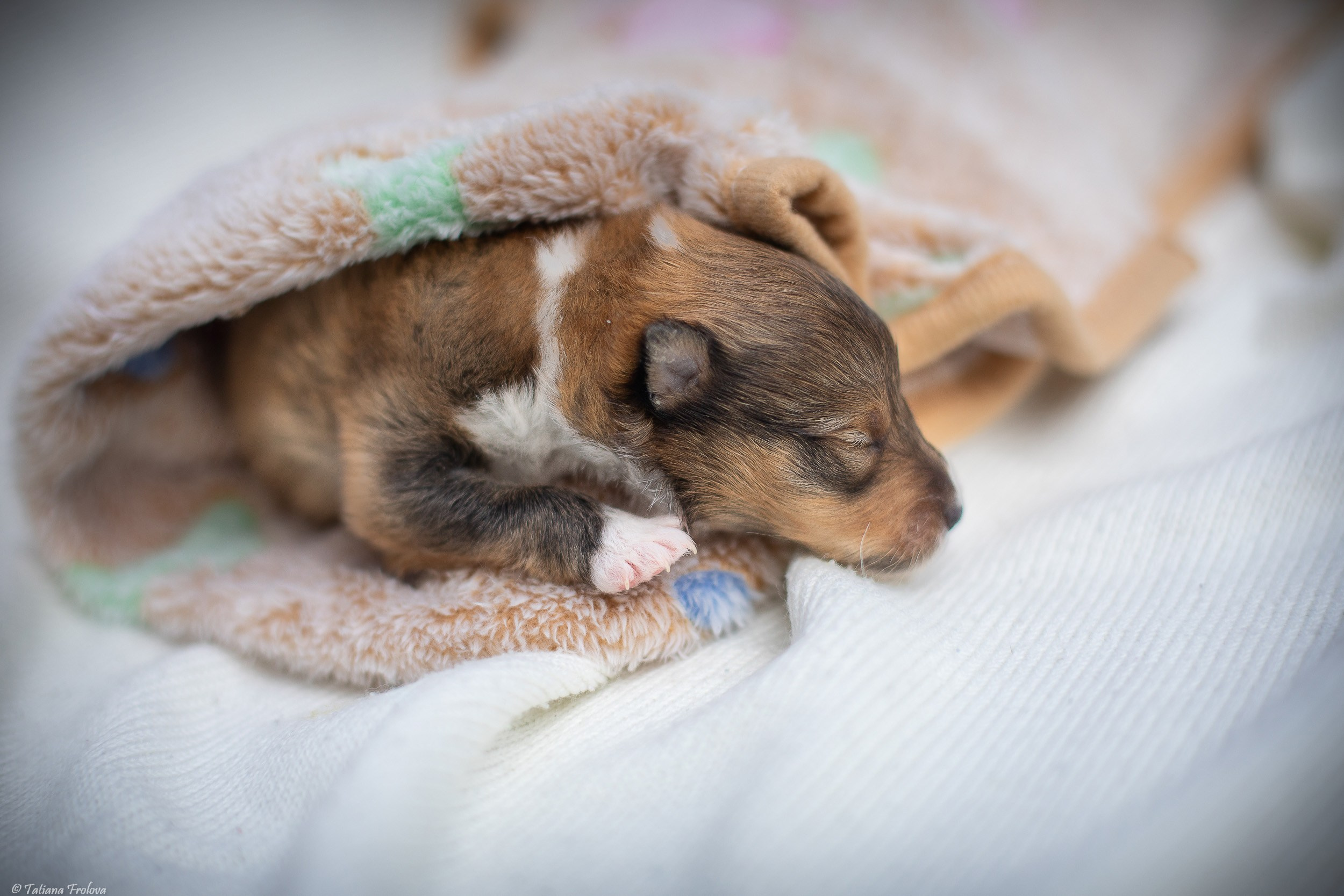 Ньюборн съемка щенков. Фотограф-анималист в Москве и Московской области Татьяна Фролова