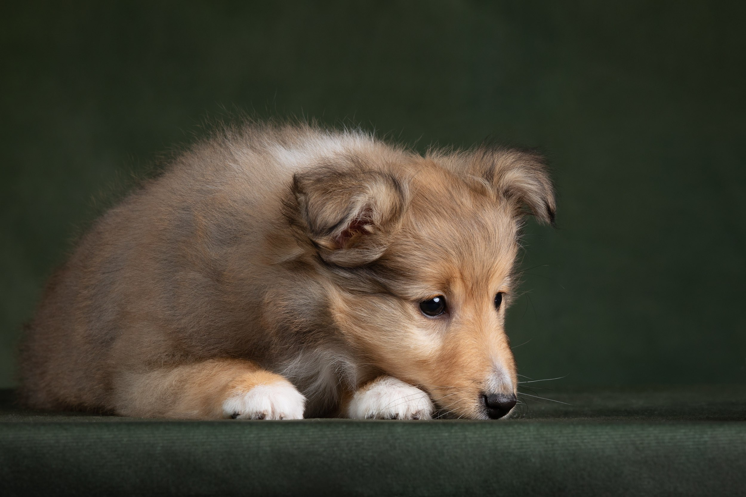 Помет щенков в 2 месяца. Фотограф-анималист в Москве и Московской области Татьяна Фролова