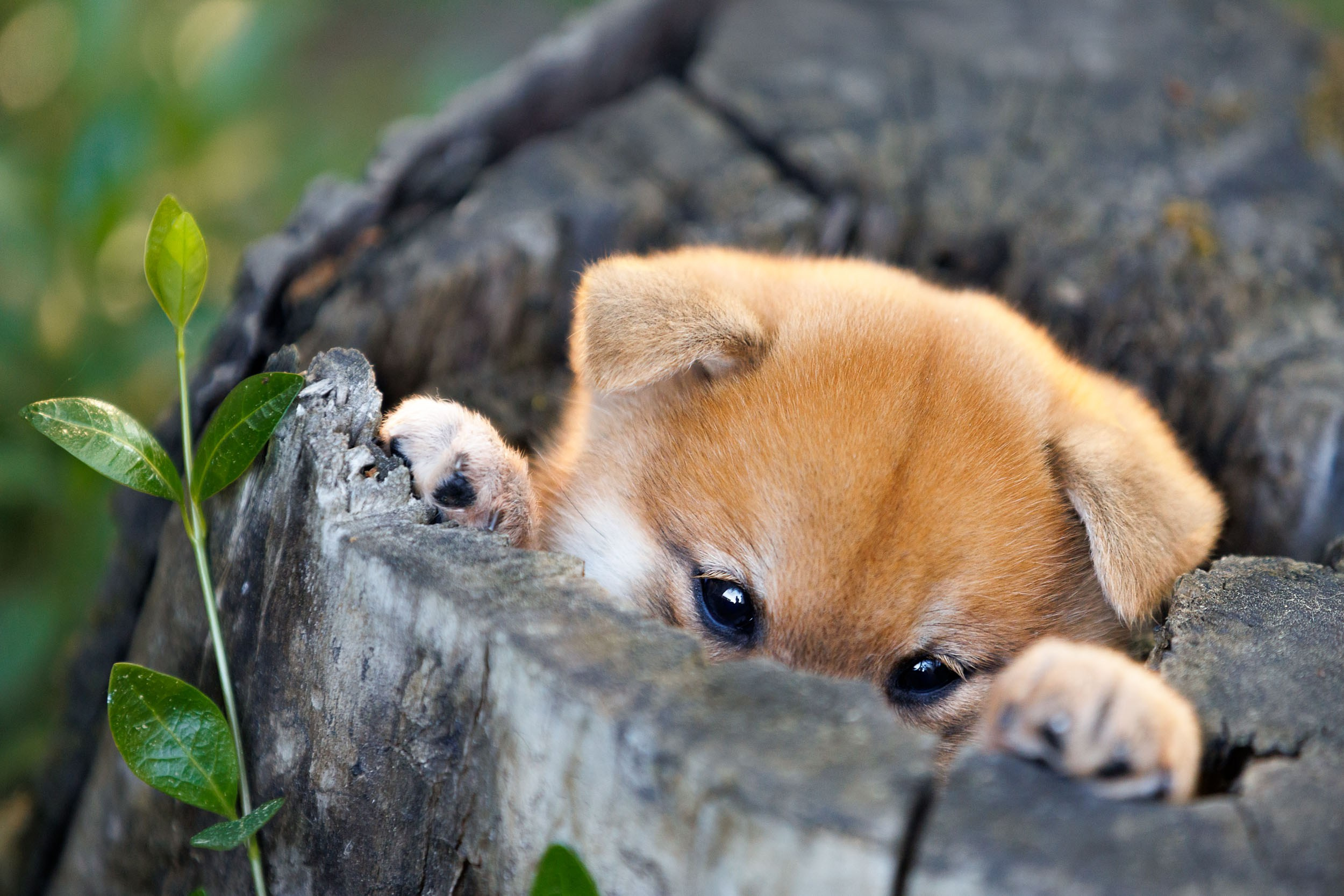 Фотограф-анималист в Москве и Московской области Татьяна Фролова