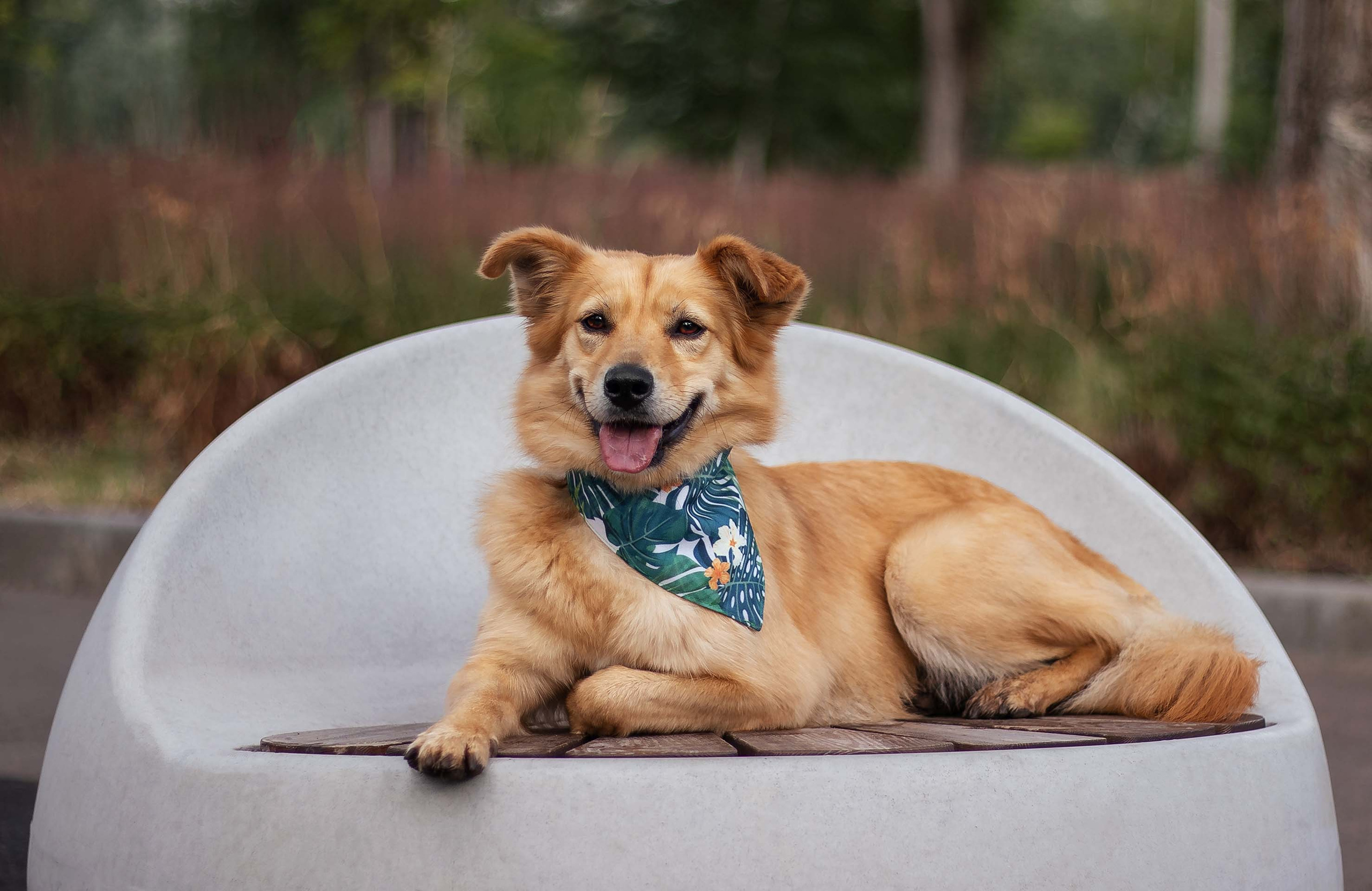 Портфолио фотографа-анималиста из Воронежа Алины Ивановой. Фотограф — анималист Алина Иванова