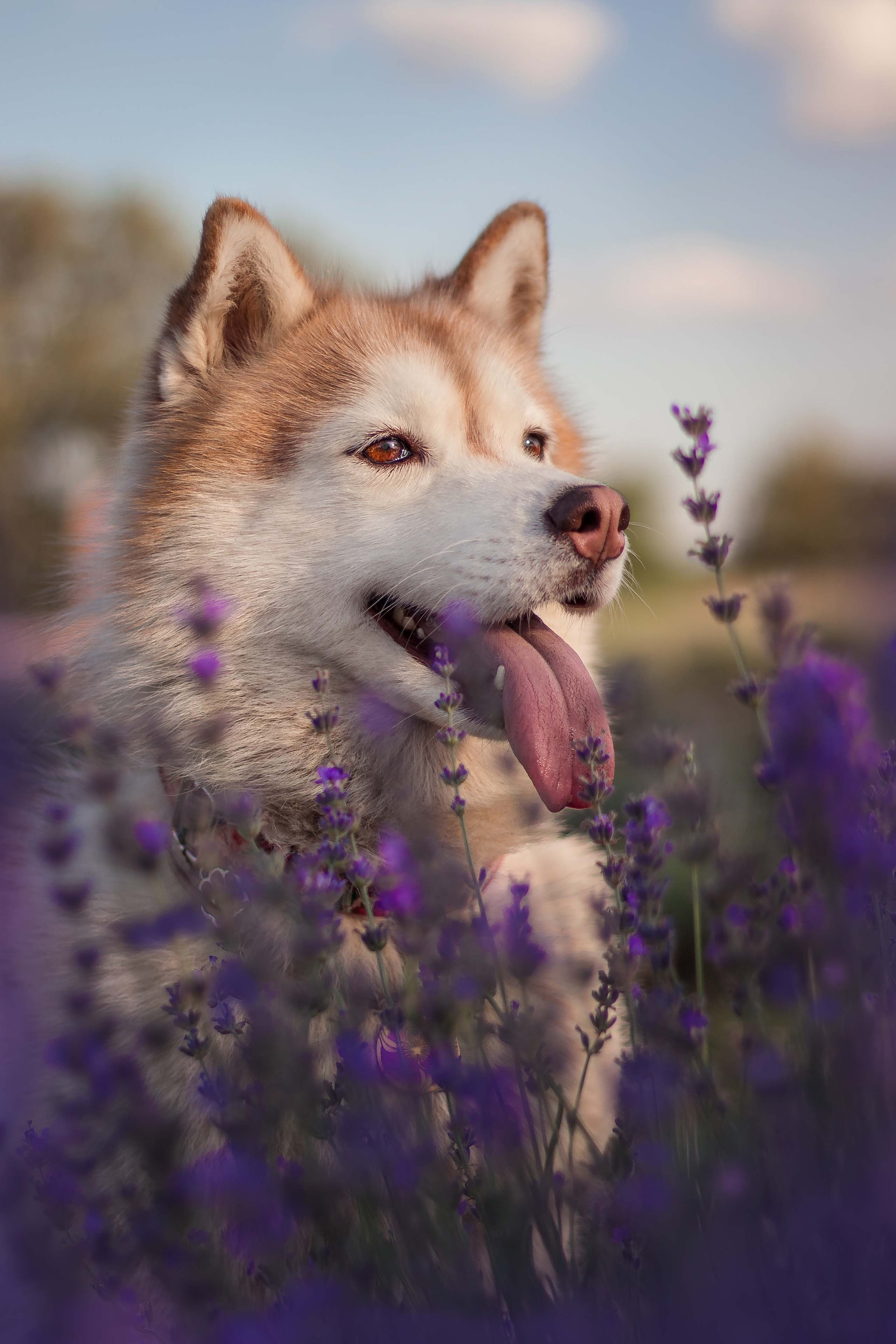 Портфолио фотографа-анималиста из Воронежа Алины Ивановой. Фотограф — анималист Алина Иванова