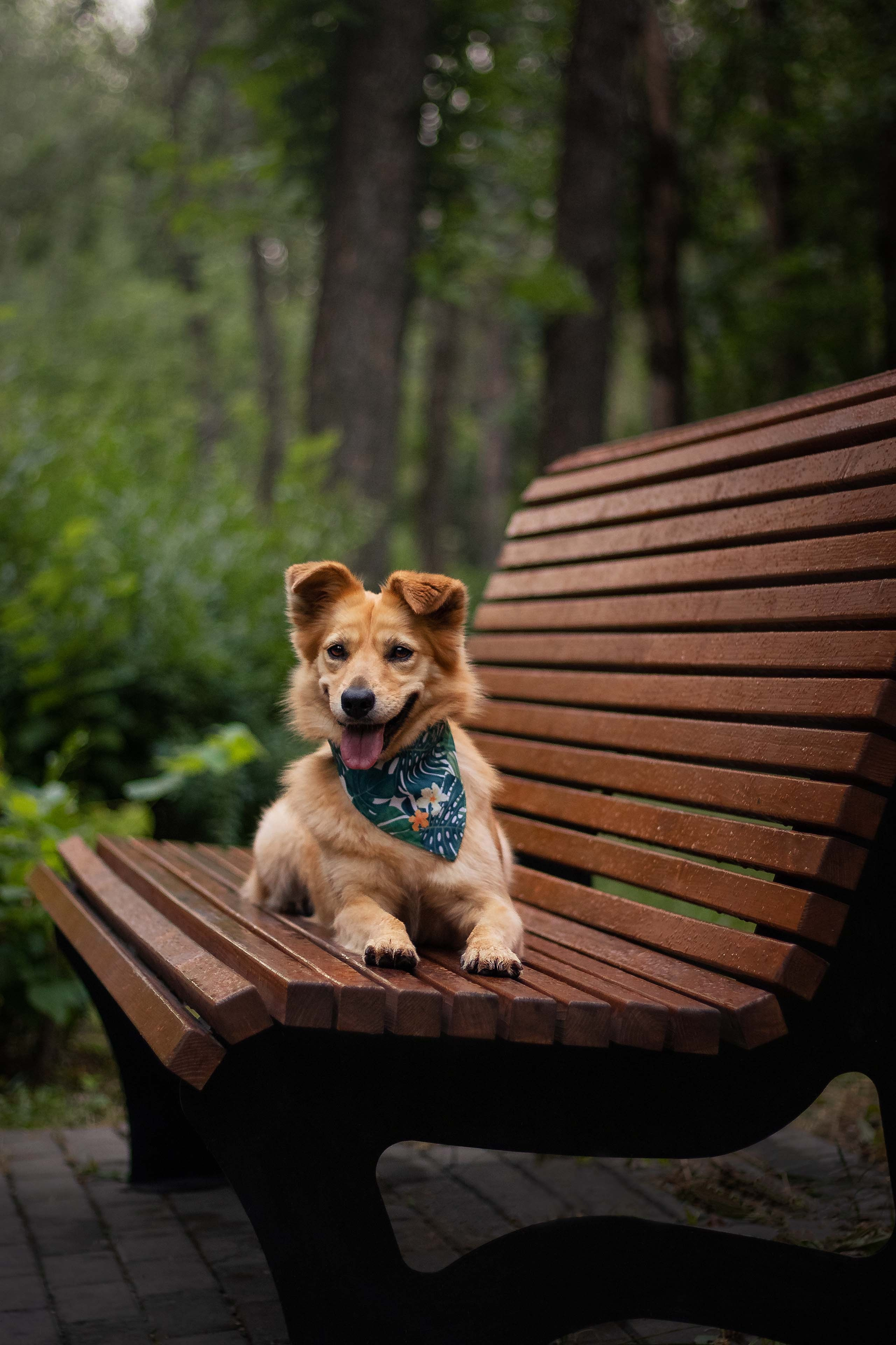 Портфолио фотографа-анималиста из Воронежа Алины Ивановой. Фотограф — анималист Алина Иванова