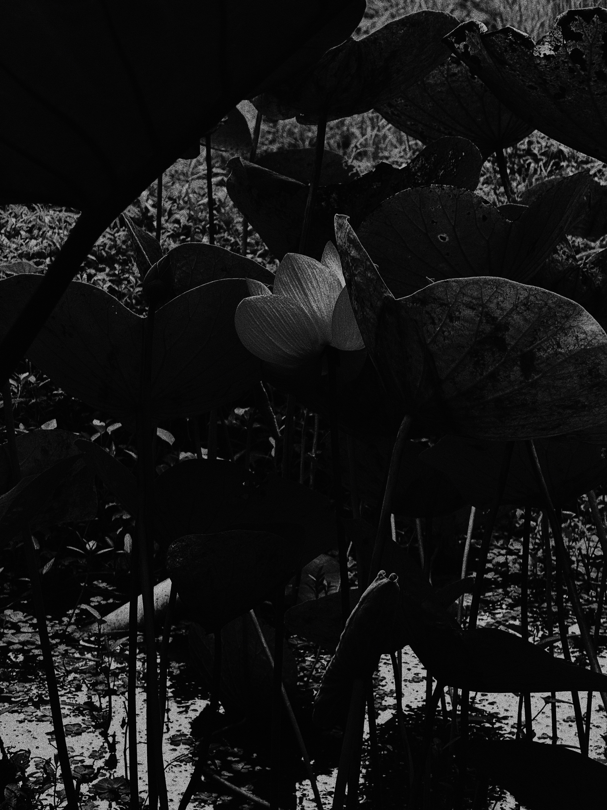 Who u are?. Carolinetru