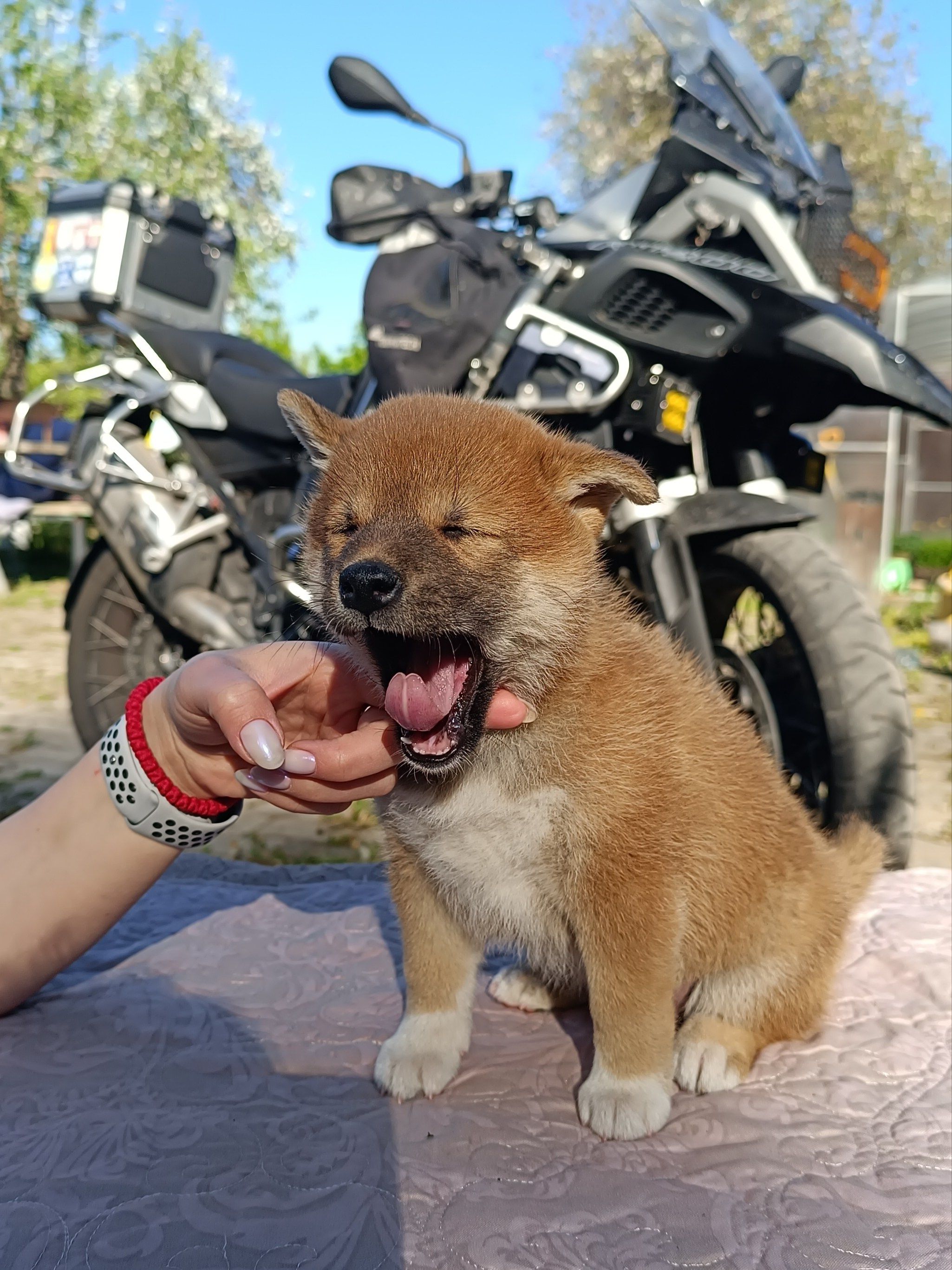 Сиба Rubylight Fumiko питомник Рубилайт