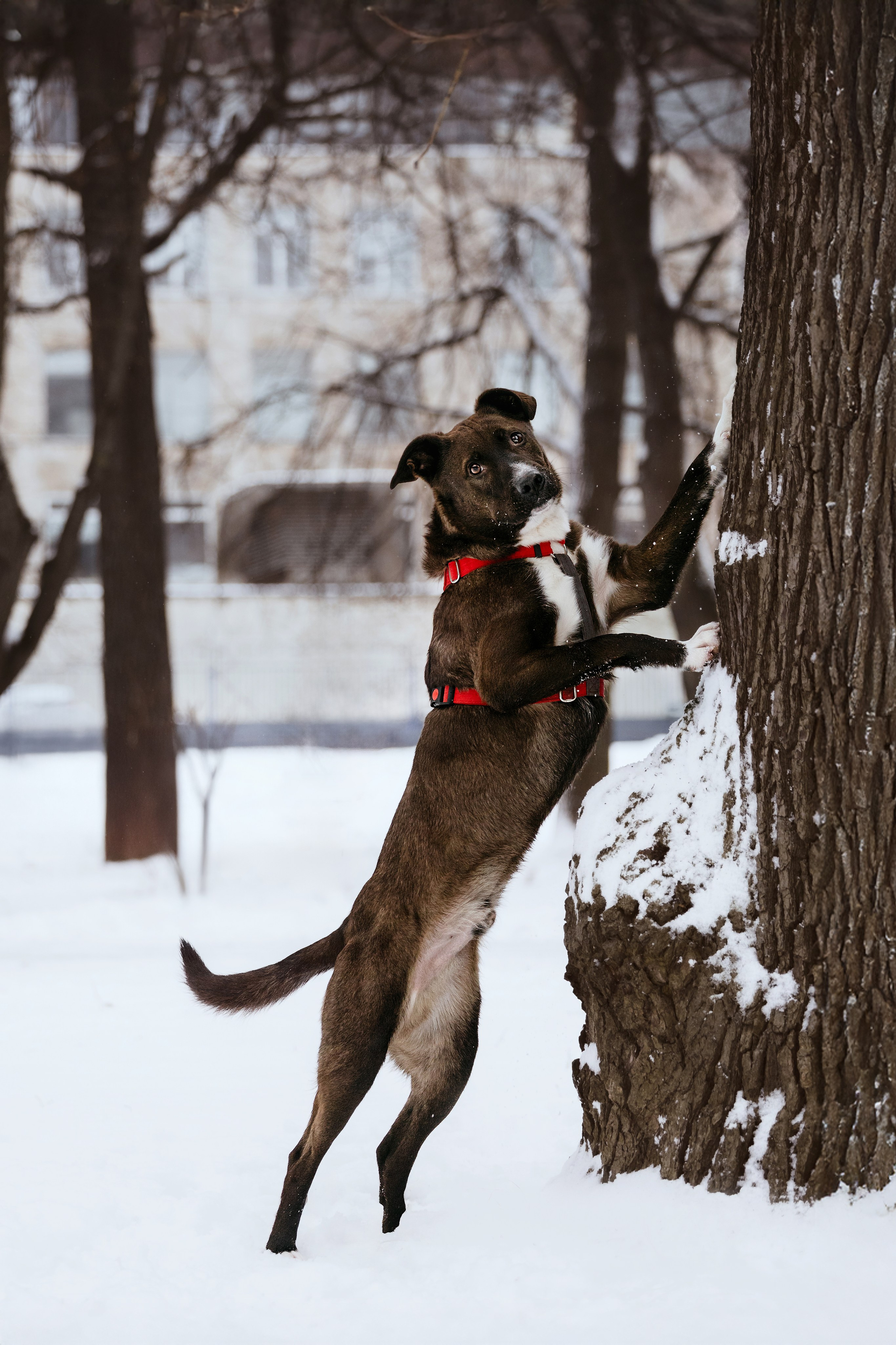 Собаки из приюта Дубовая роща зима. Фотограф-анималист Татьяна Степанова