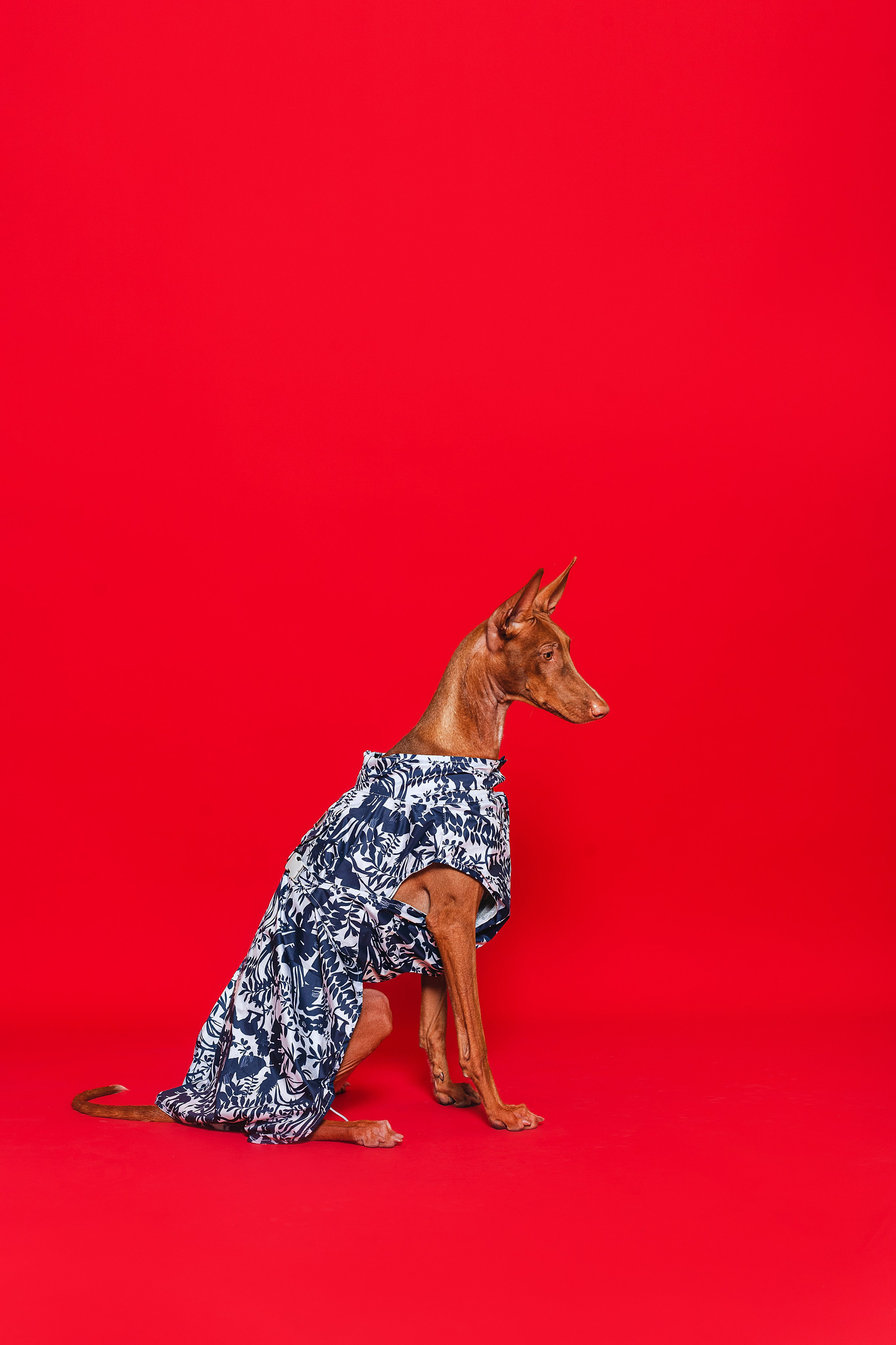 Съемка для бренда TEDDYBOY. Фотограф-анималист Татьяна Степанова