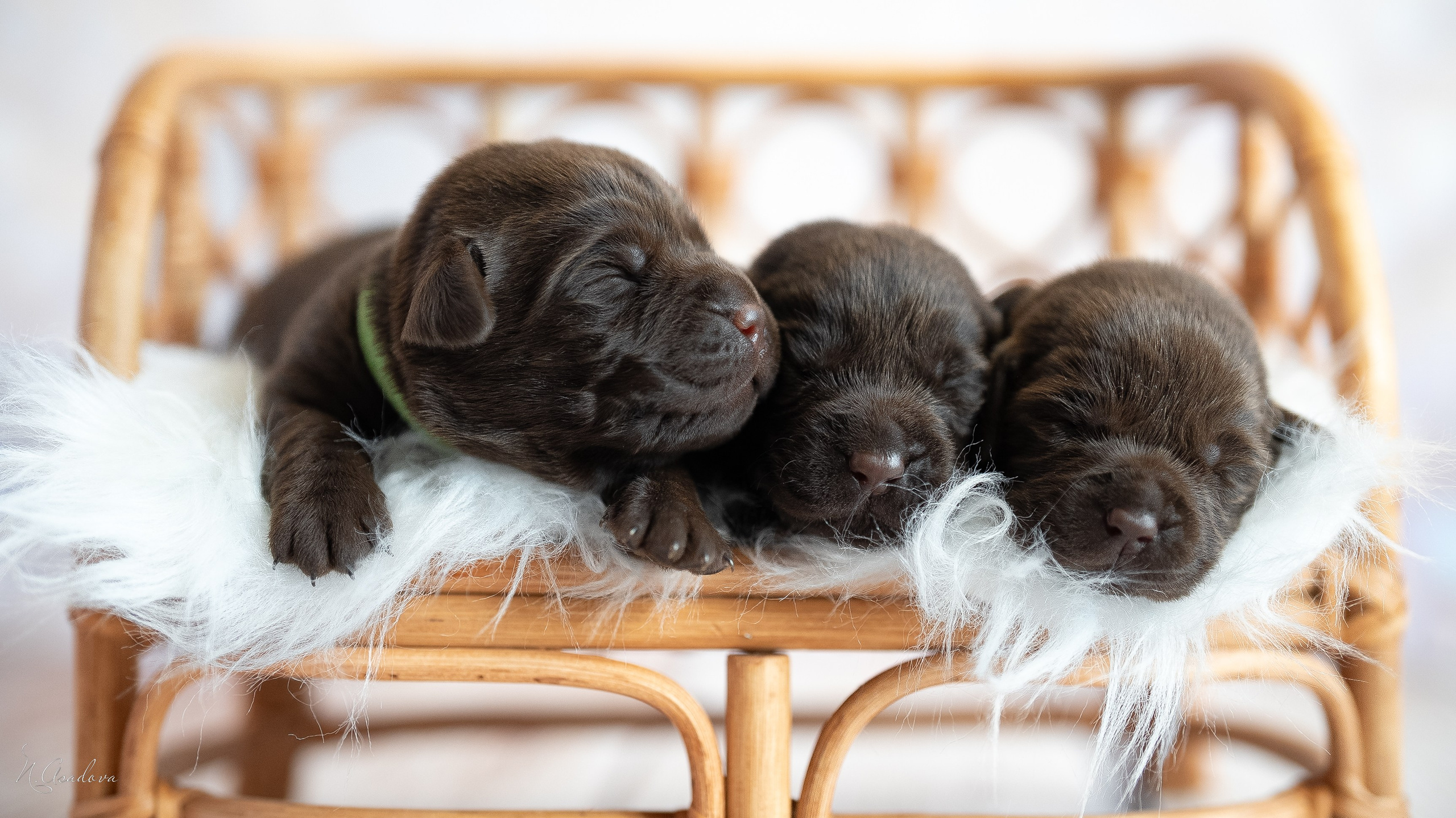 щенки для продажи