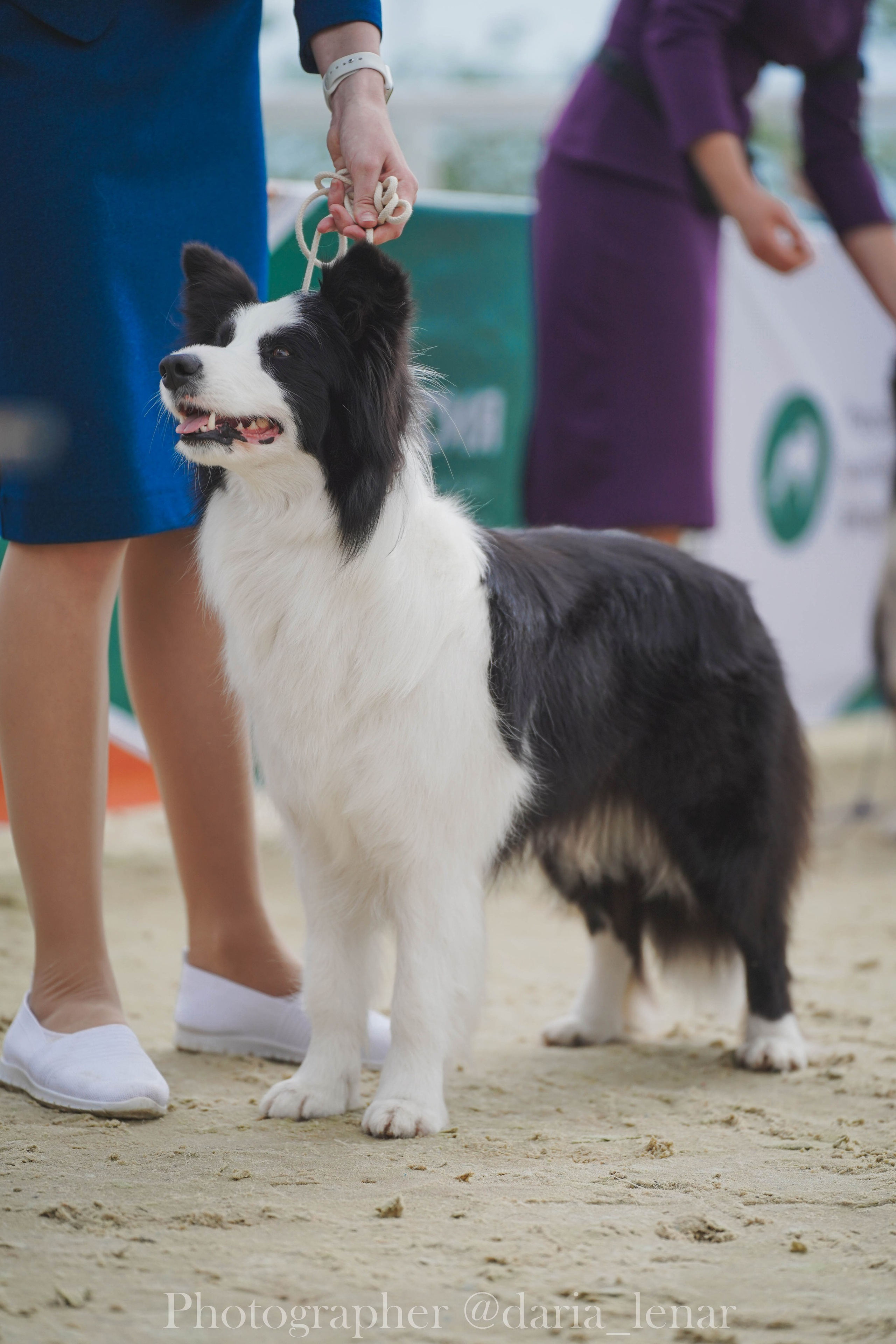 Выставки собак. Фотограф в Москве Ленарская Дарья