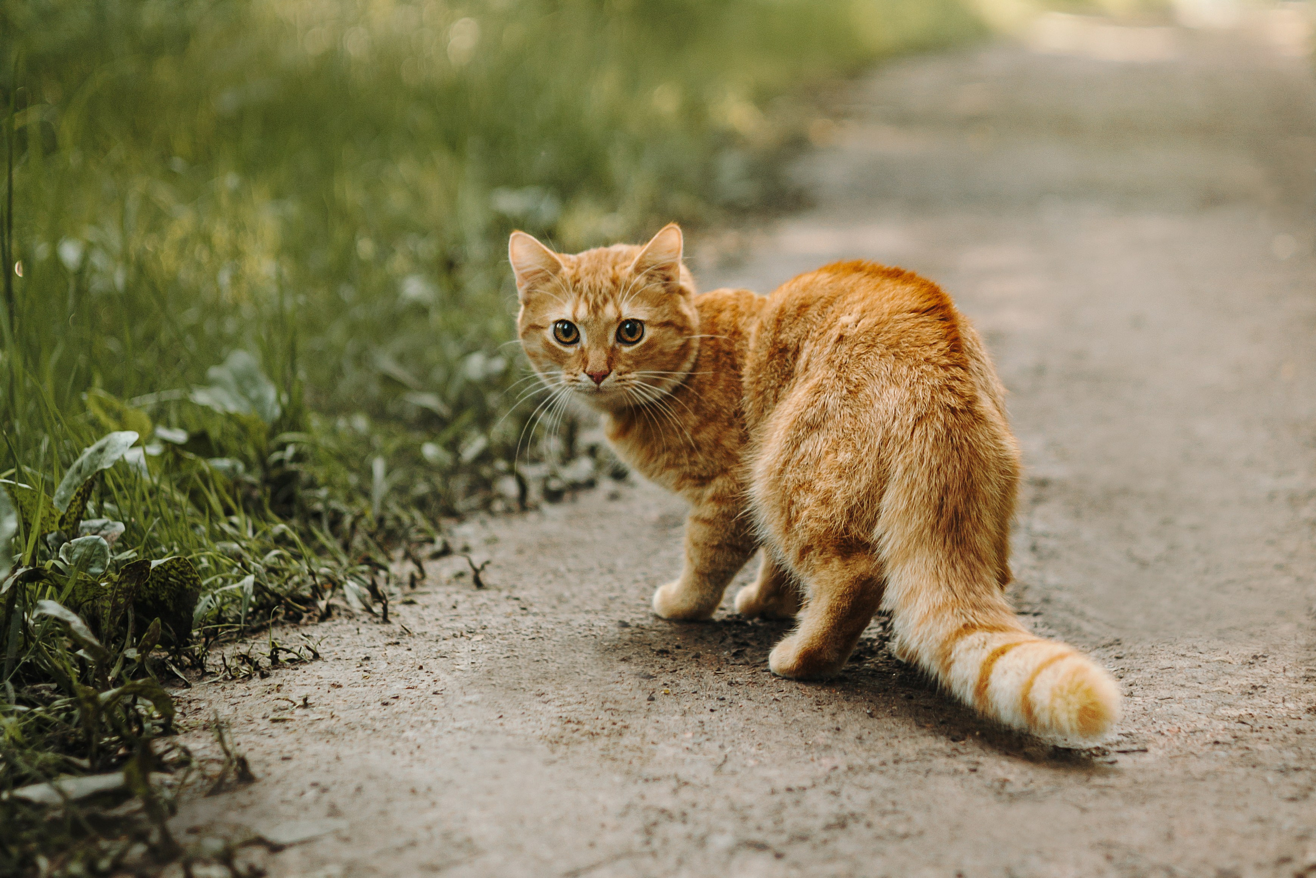 Макс и его семья. Фотограф — анималист •love-story•|Санкт-Петербург