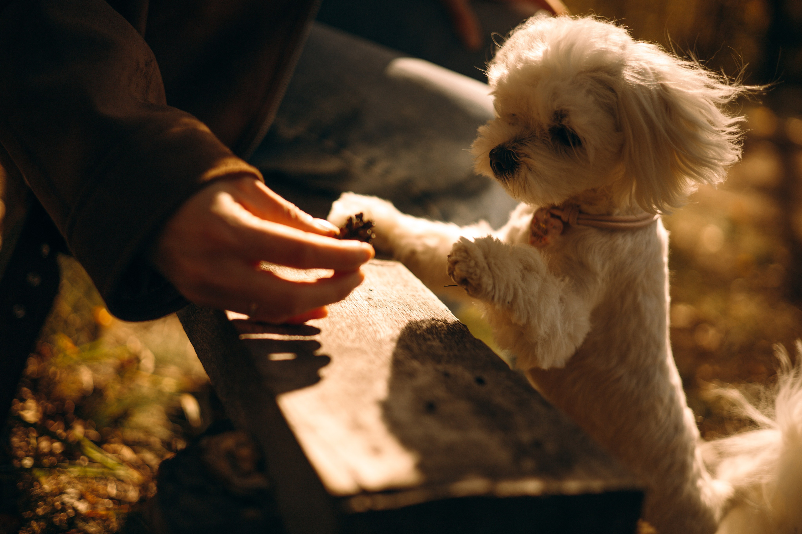 Любовь & Белла. Фотограф — анималист •love-story•|Санкт-Петербург