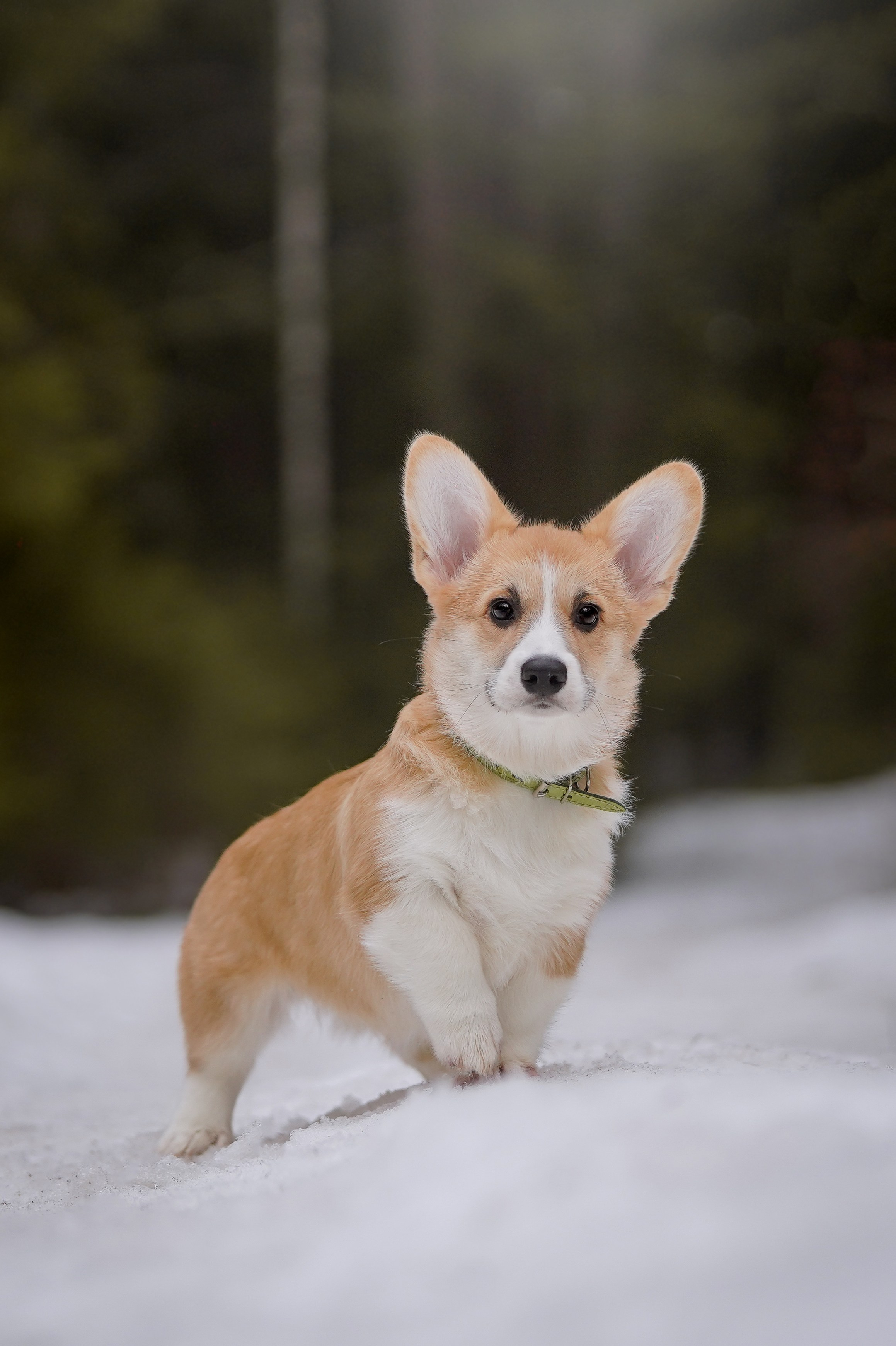 Щенки корги. Фотограф-анималист в Санкт-Петербурге Яна Мартынова