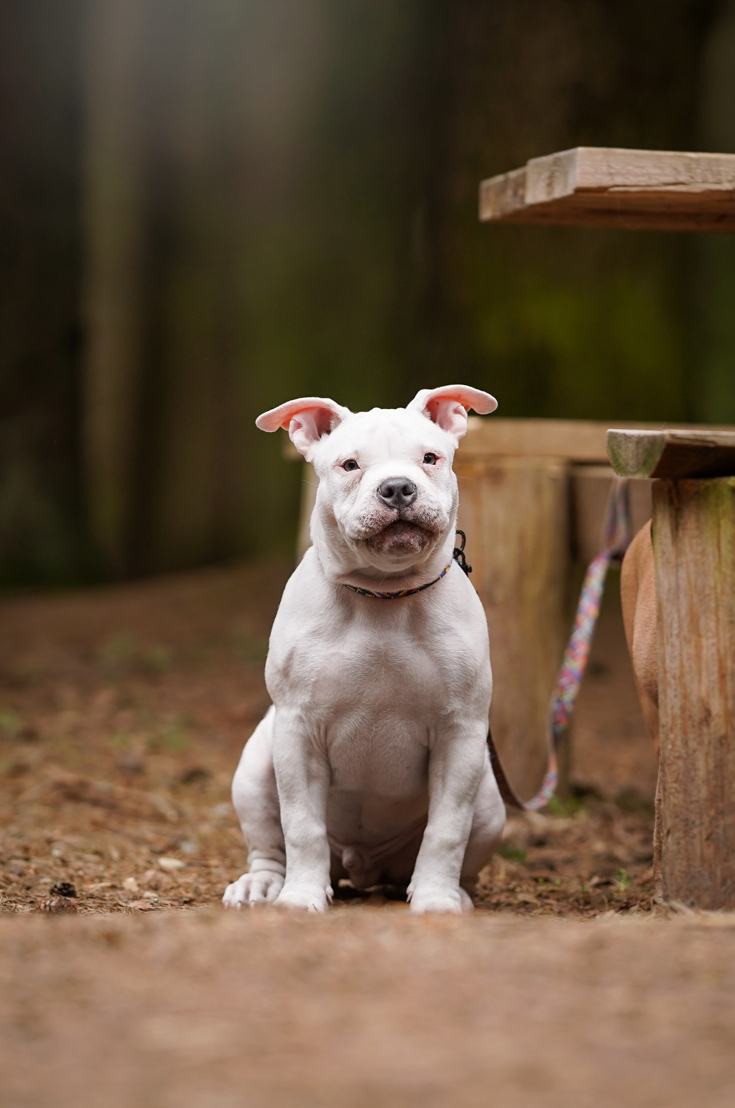 Щенки булли. Фотограф-анималист в Санкт-Петербурге Яна Мартынова