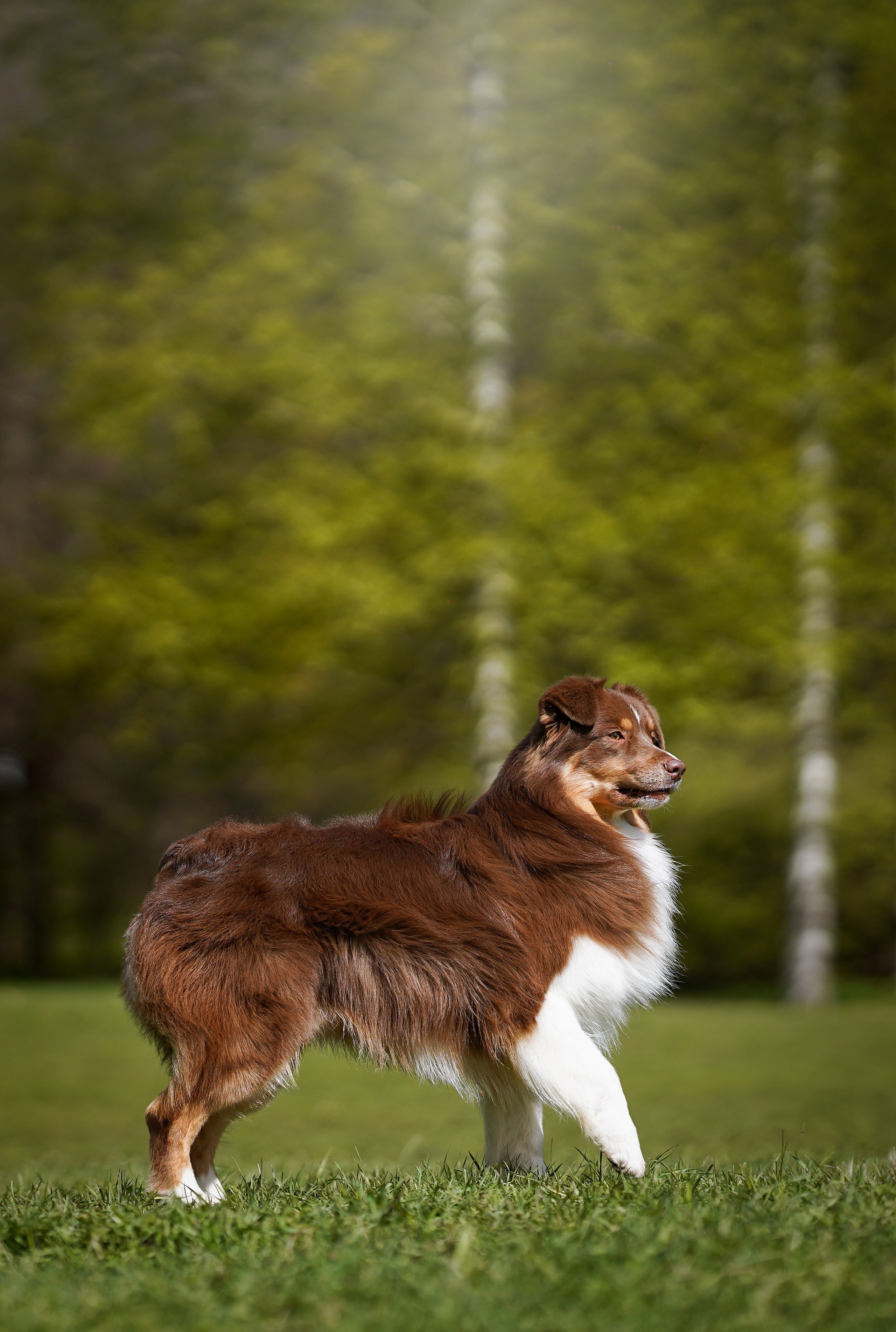 Рокки и Гермиона. Фотограф-анималист в Санкт-Петербурге Яна Мартынова
