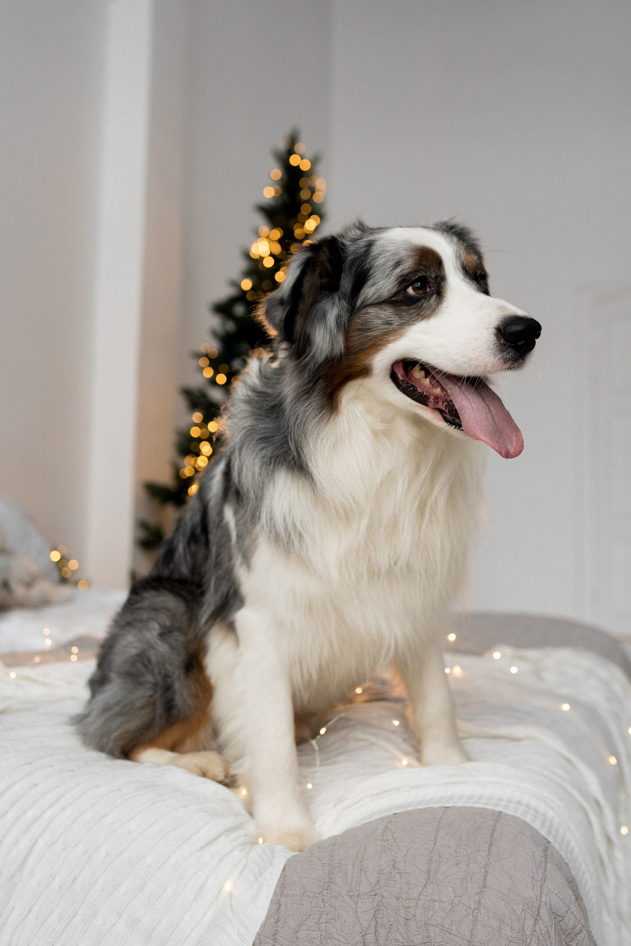 Новогоднее студия. Свадебный фотограф в Москве Анна Полушина