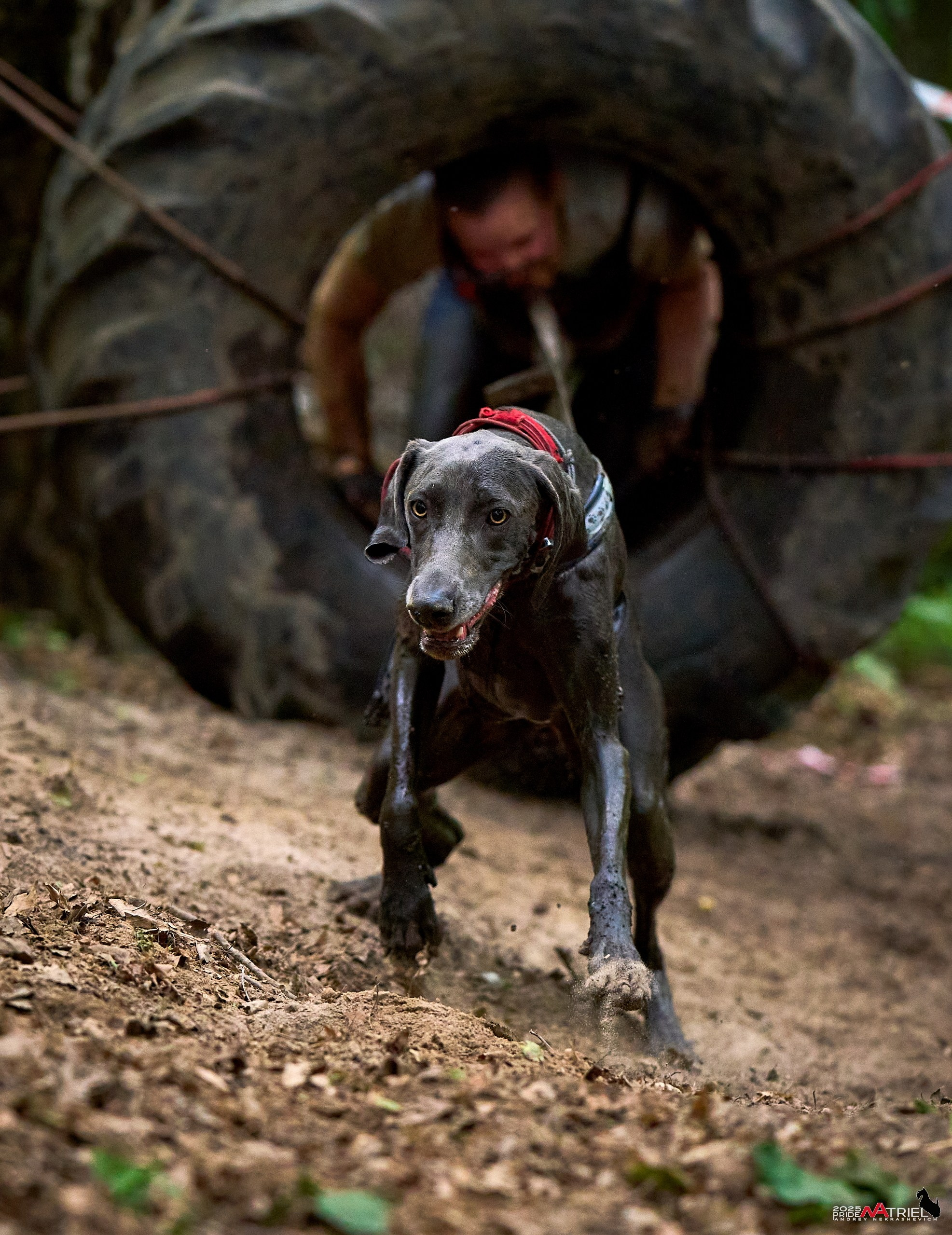 Russian Extreme Dog Trail — 2025