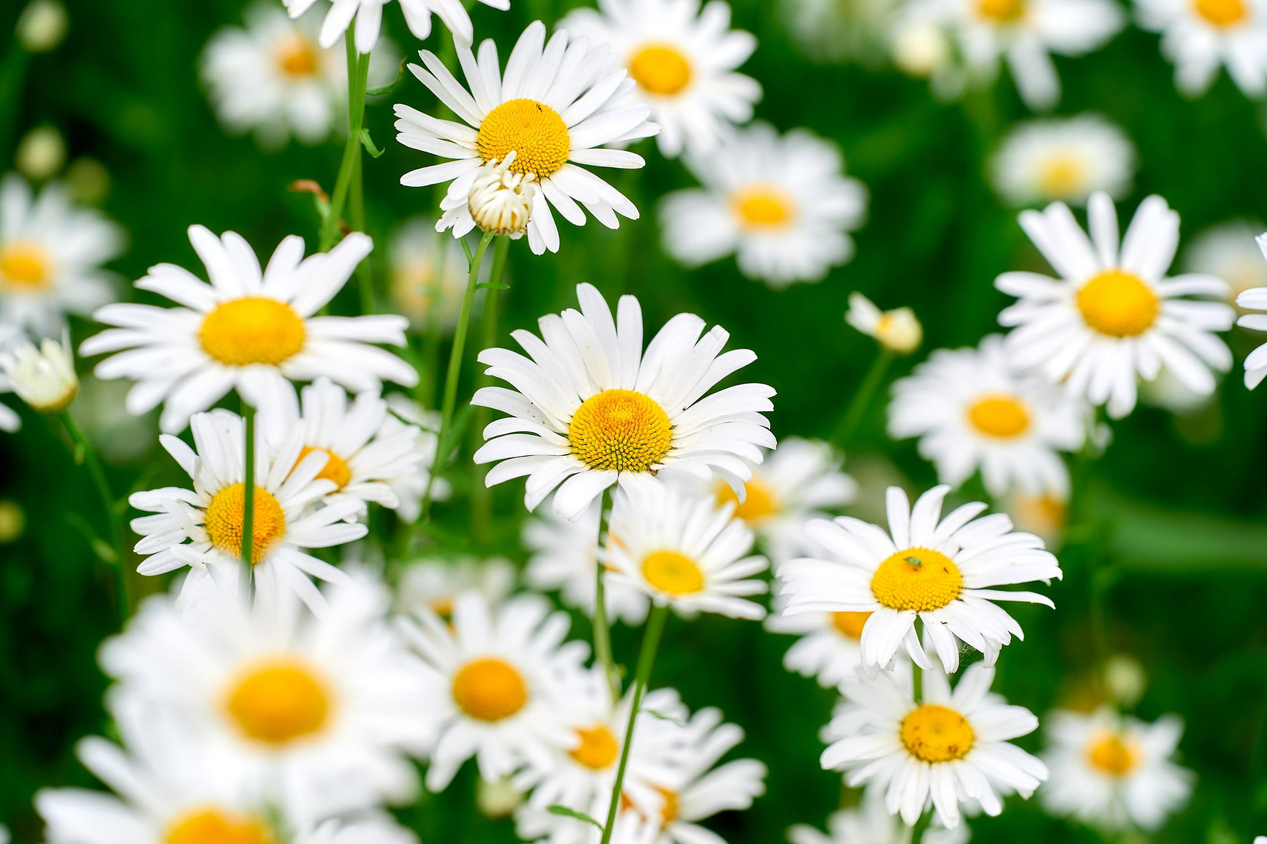 Лютики-цветочки — галерея NATRIEL