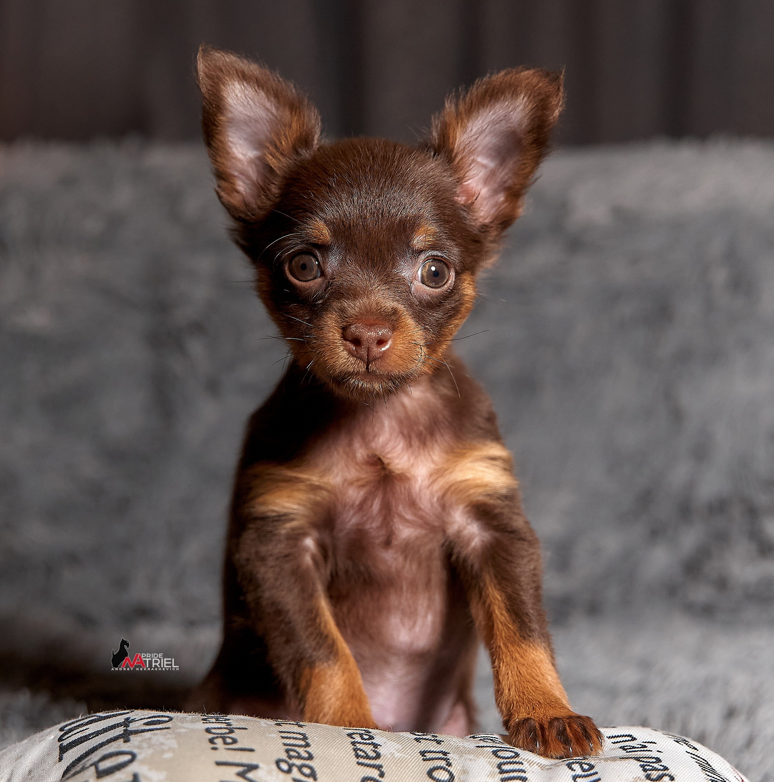 Щенки дома — галерея NATRIEL