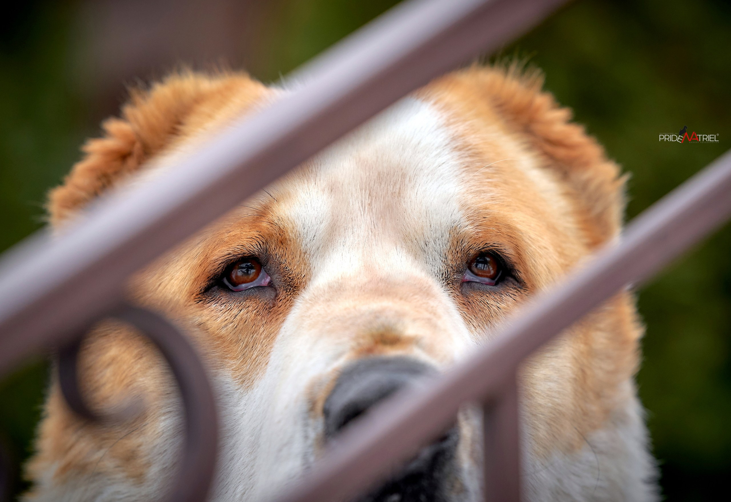 Портреты собак — галерея NATRIEL